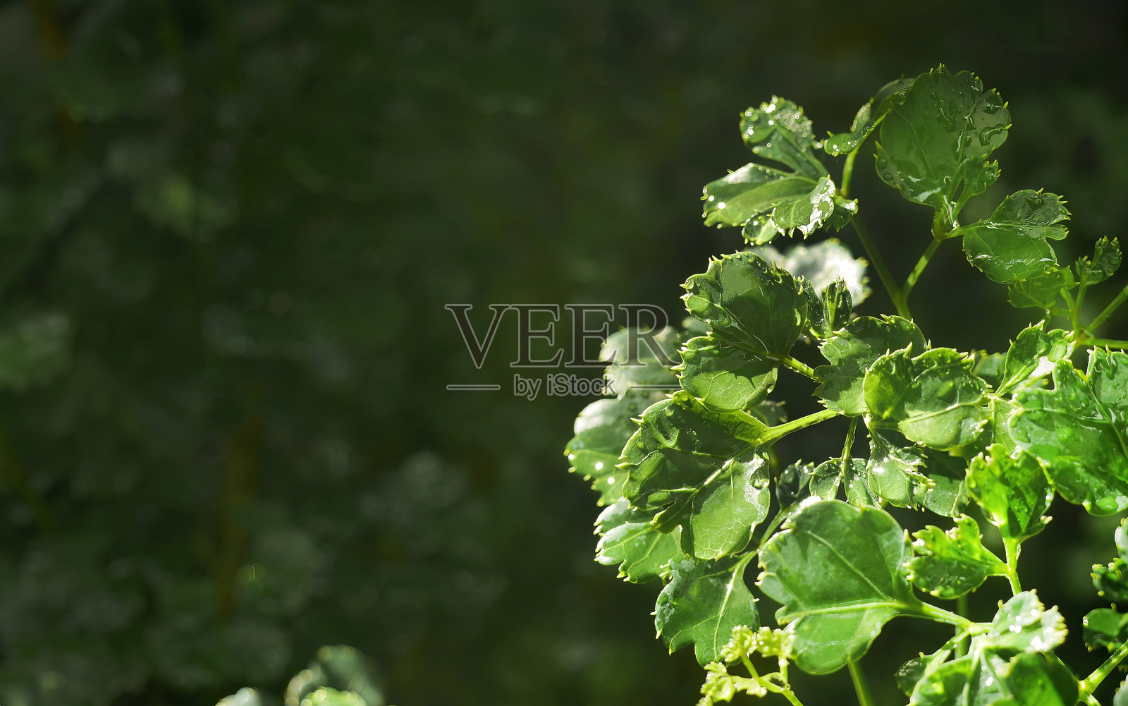 明阿拉利亚（Polyscias fruticosa）植物的绿色叶子，特写聚焦于自然光下，花园后院，灌木，可食用，草药。照片摄影图片