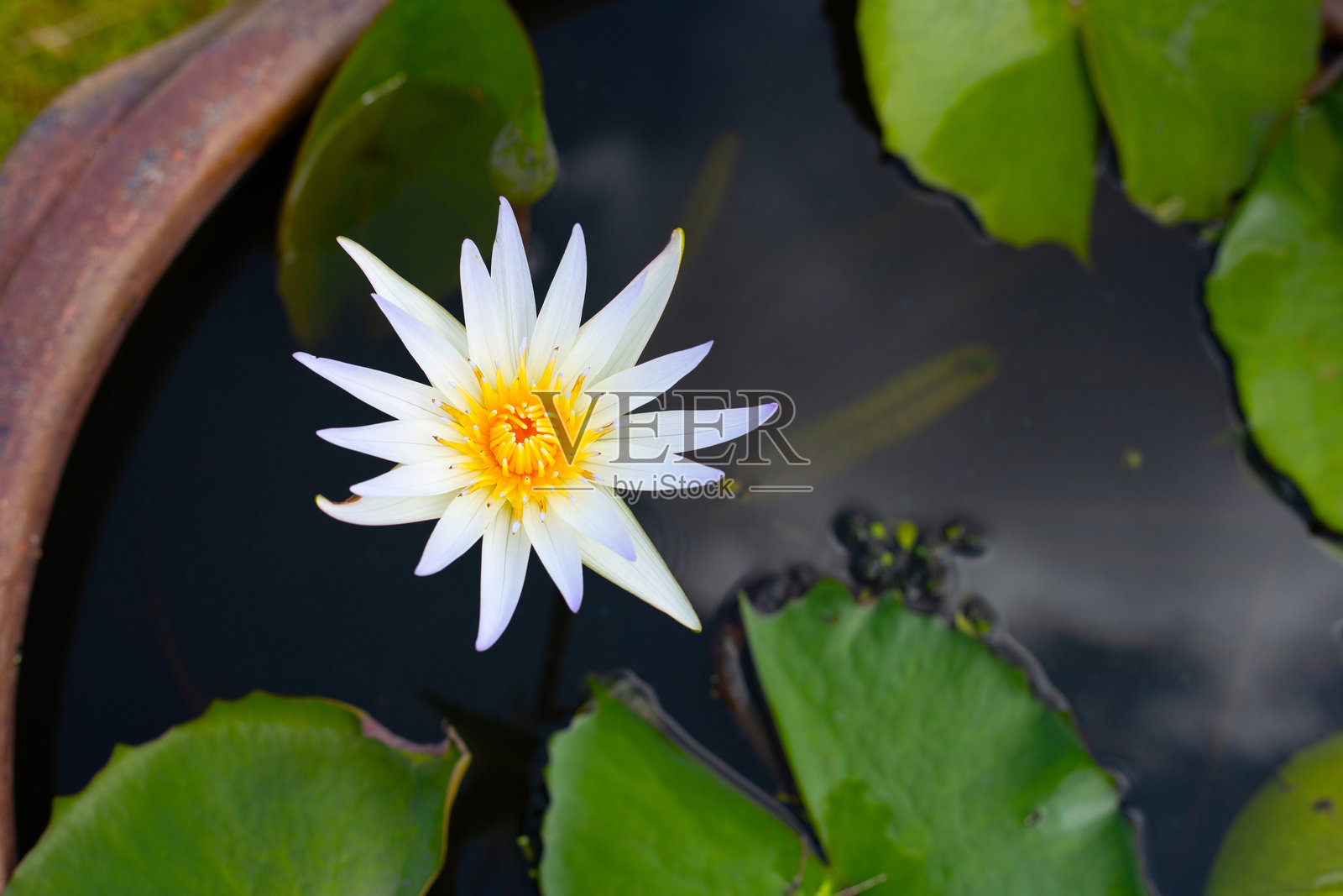 美丽的睡莲。带有绿叶的莲花照片摄影图片