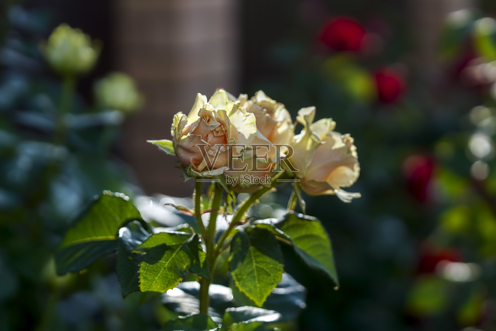 粉色奶油红玫瑰在夏日阳光明媚的花园中盛开照片摄影图片