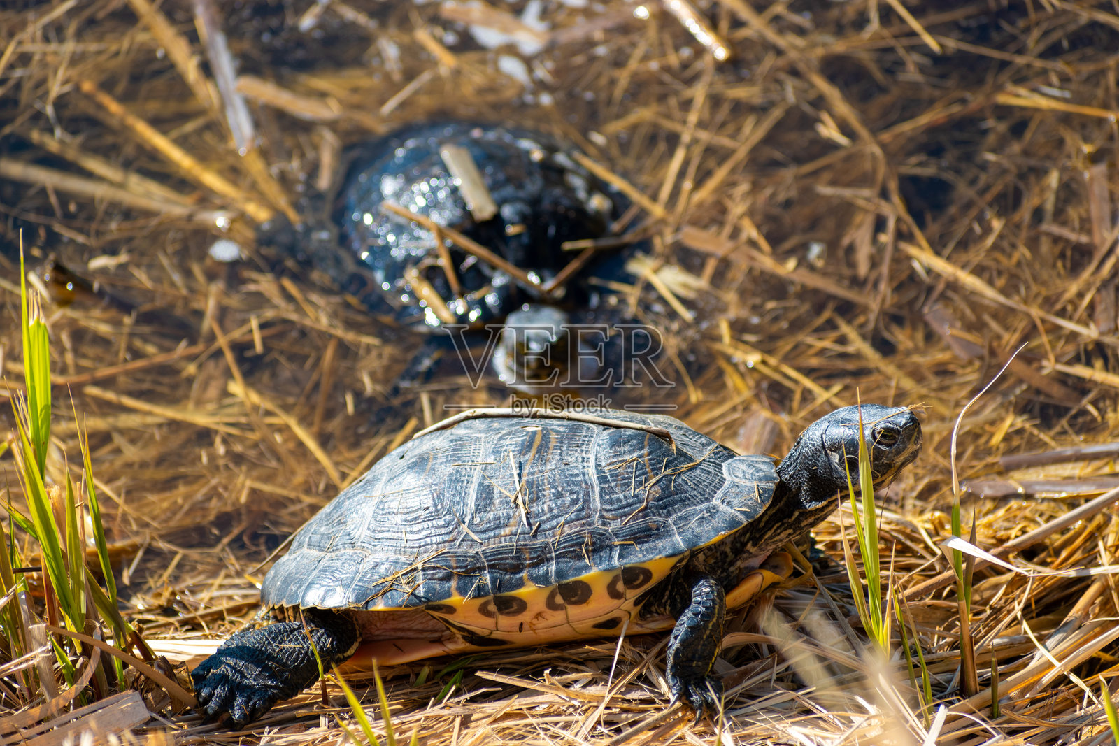 海龟照片摄影图片