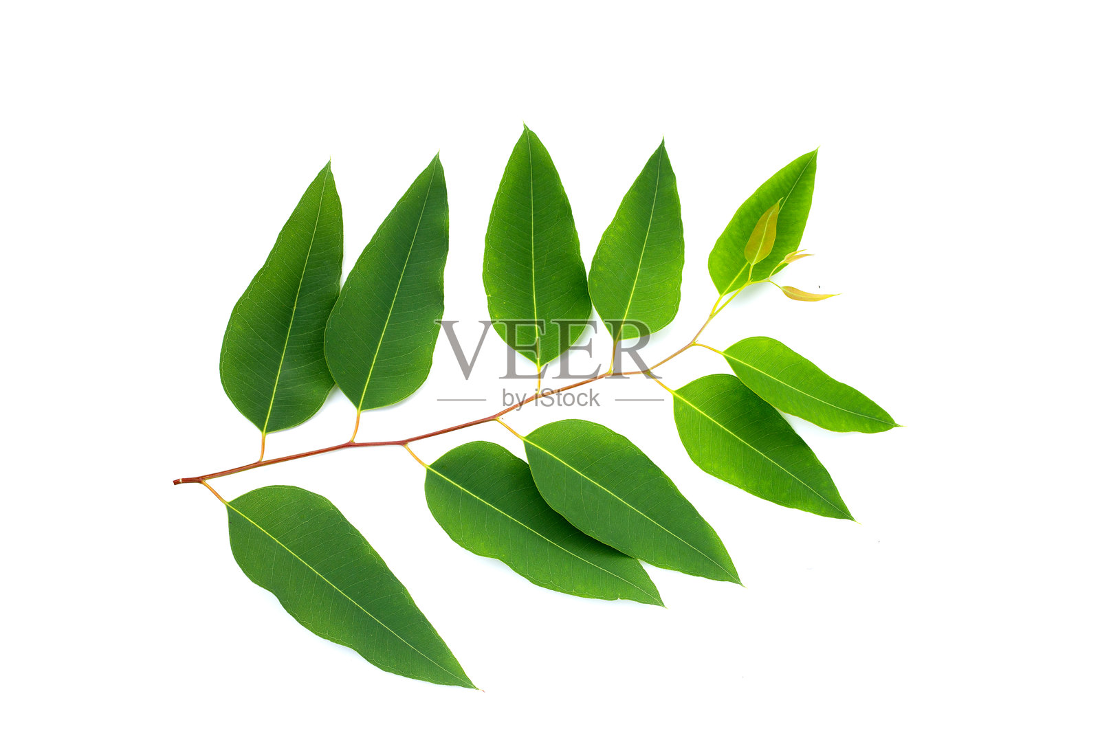 桉树叶在白色背景上。照片摄影图片