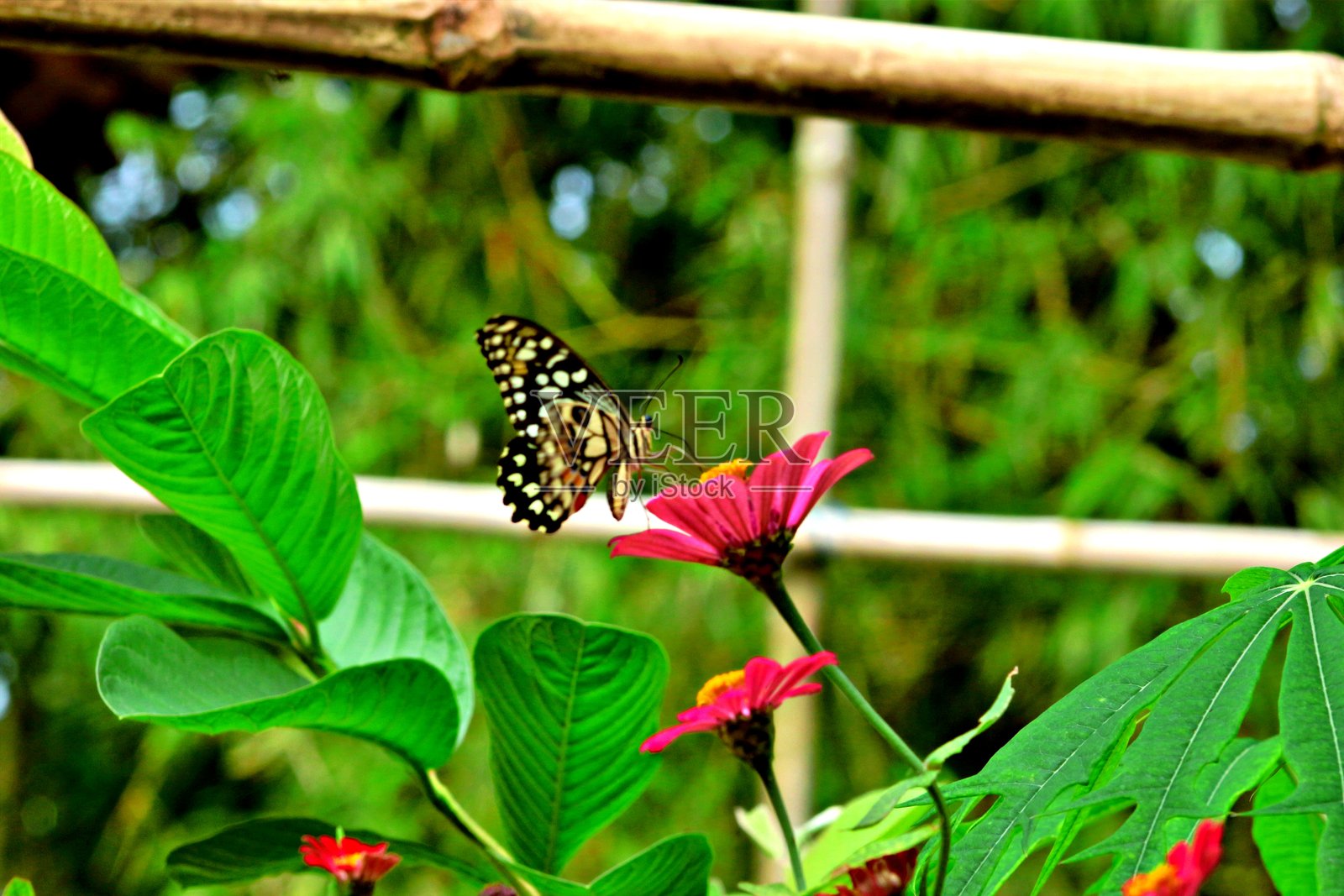 小柑橘蝴蝶照片摄影图片