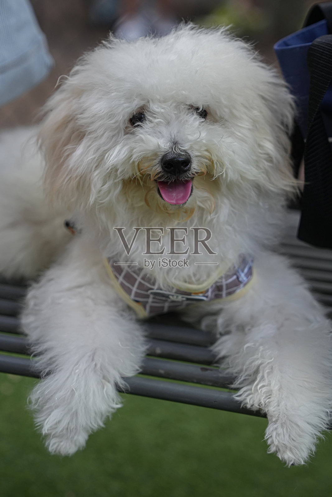 可爱的狗狗坐在公园里，非常讨人喜欢且非常搞笑。照片摄影图片