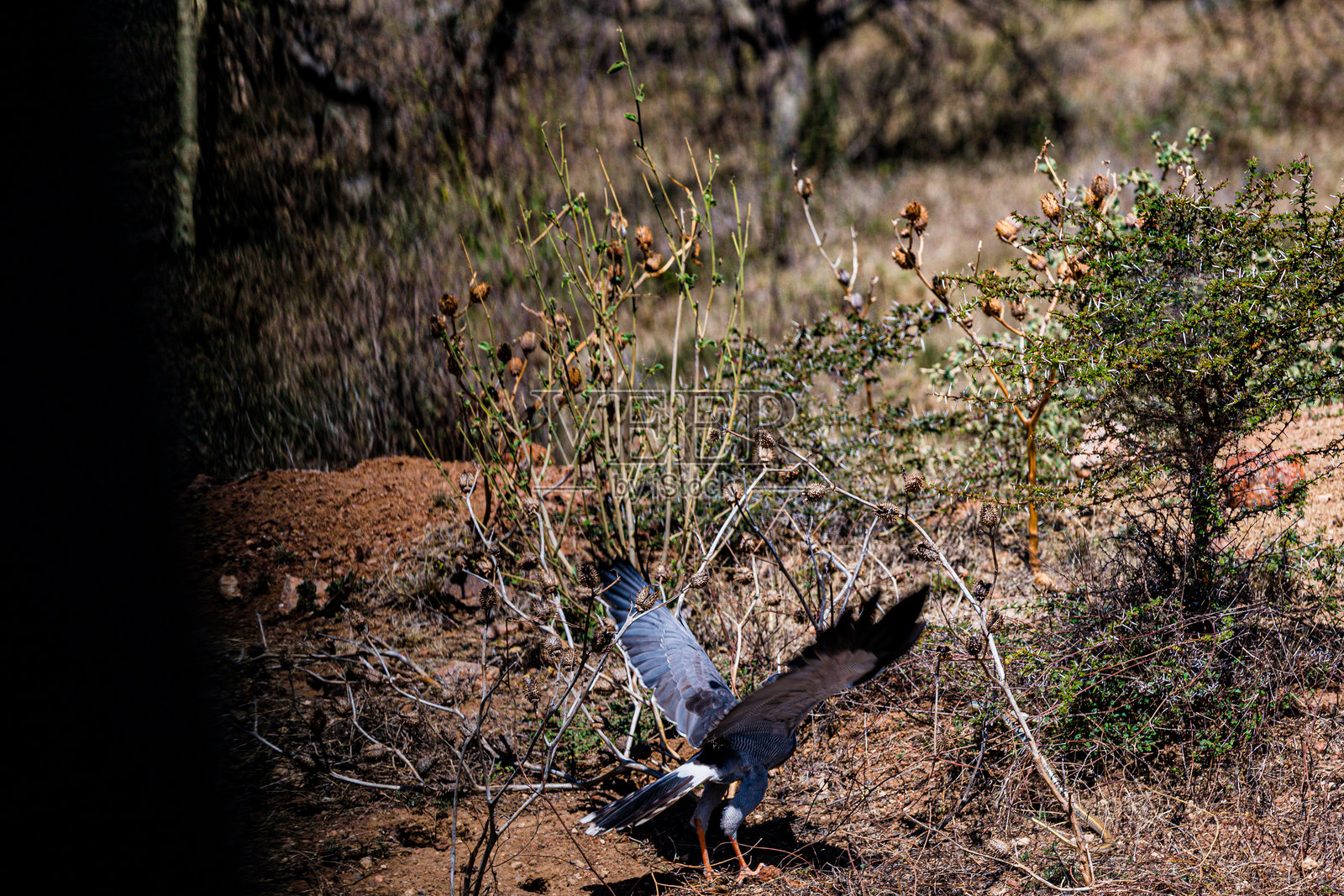 鸟攻击捕猎蛇照片摄影图片