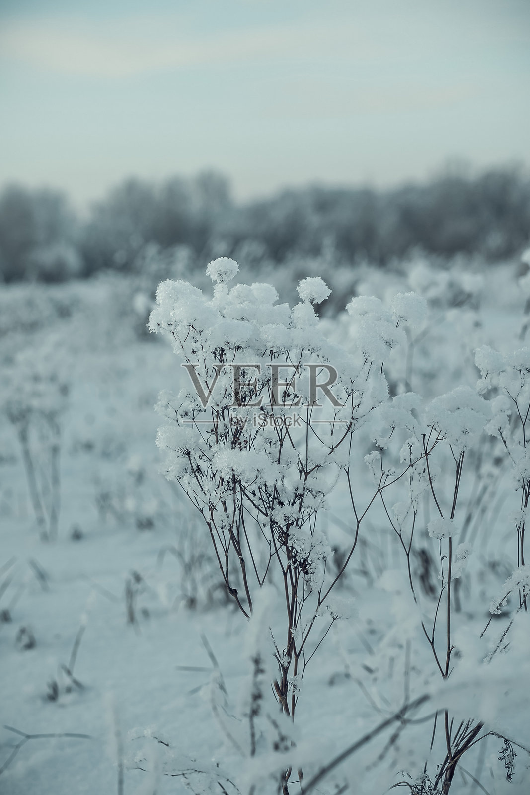 冬季风景，树枝上的霜，雪中的树木，雪花飘落照片摄影图片
