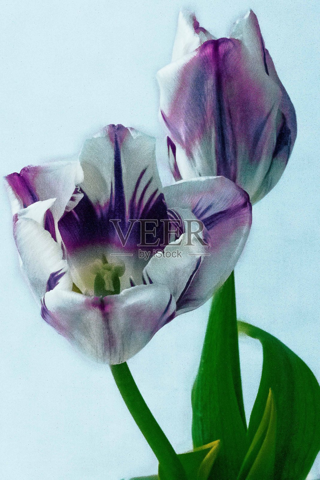 郁金香。照片摄影图片