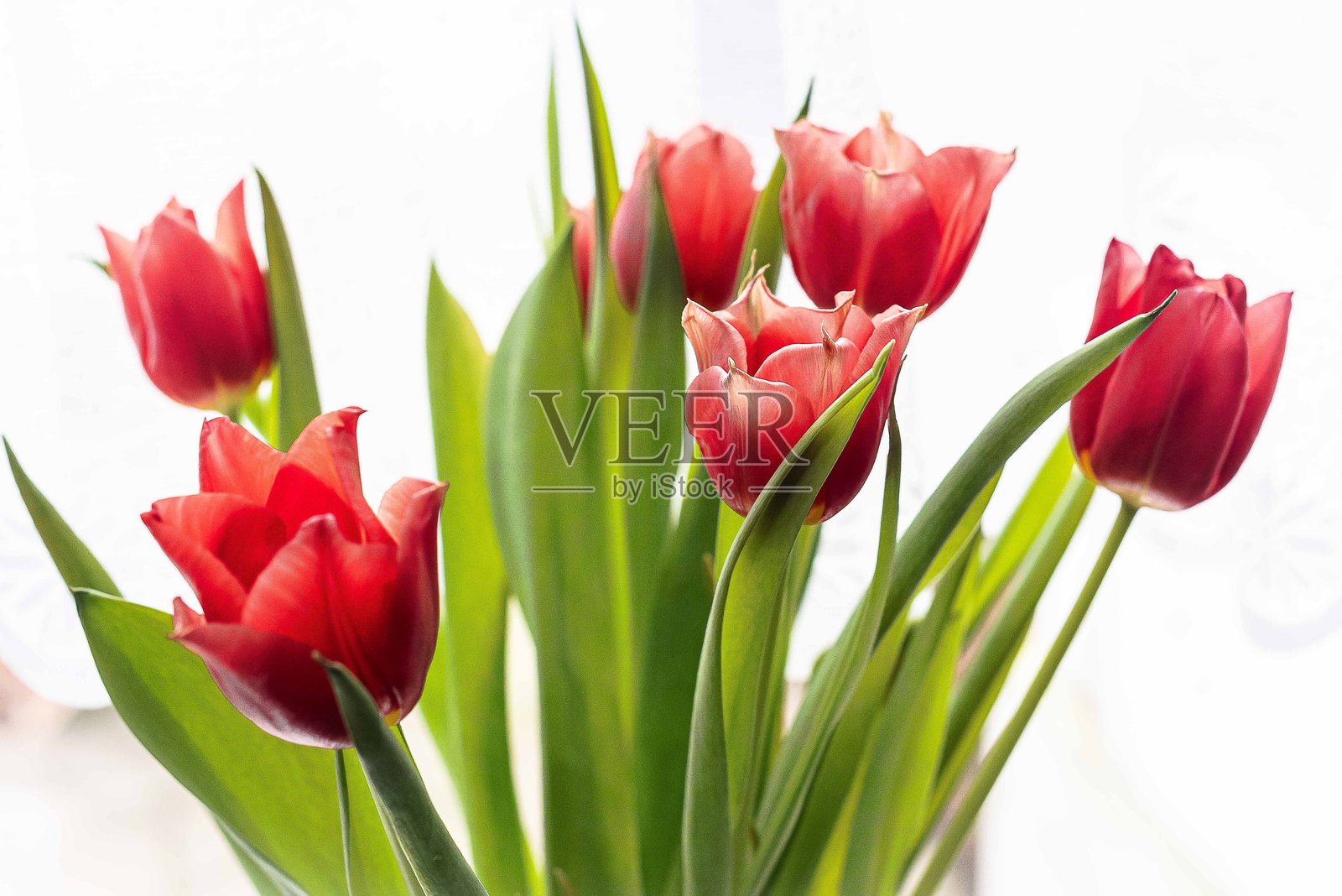 郁金香。照片摄影图片