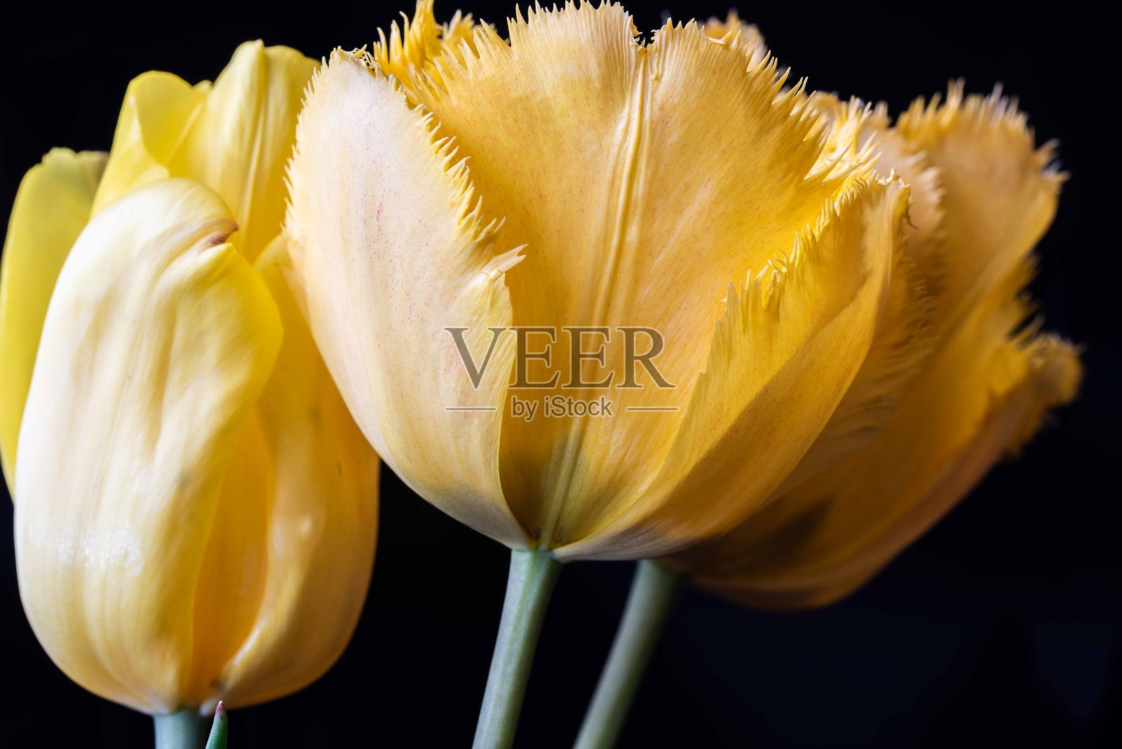 郁金香。照片摄影图片