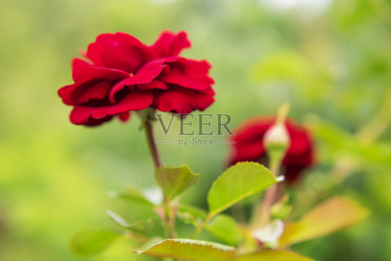 红玫瑰。照片摄影图片