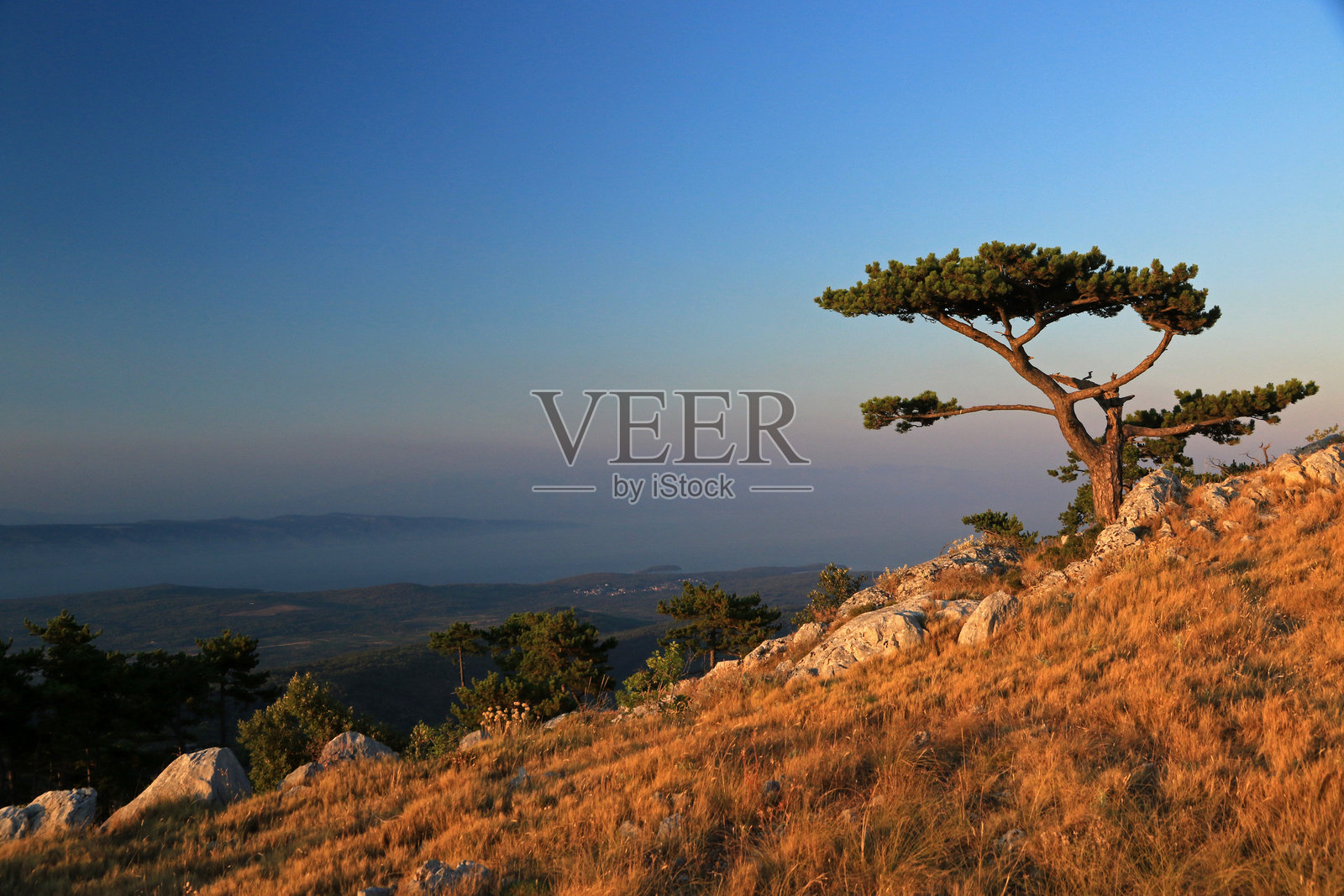 克罗地亚赫瓦岛最高峰圣尼古拉峰上的松树照片摄影图片