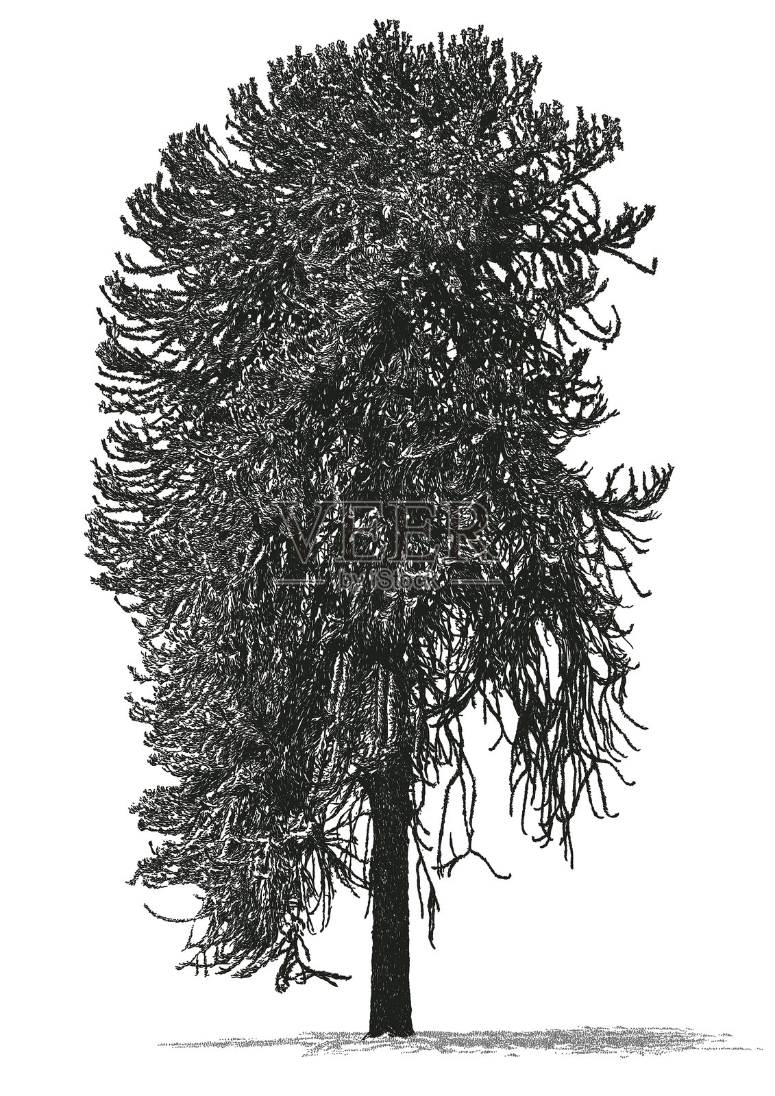 巨型猴面包树插画图片素材