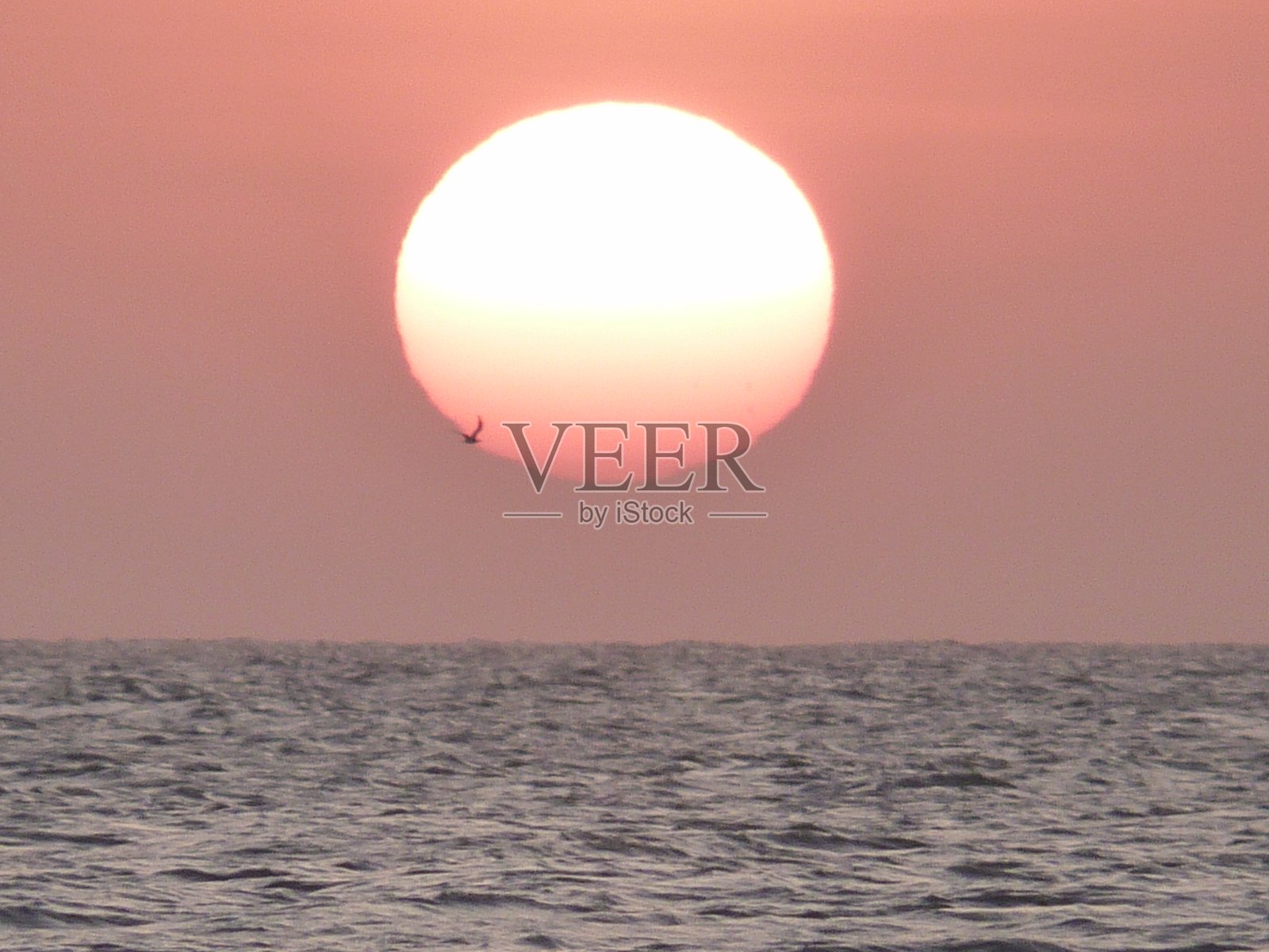 日落的特写，天边有一只鸟在飞翔照片摄影图片