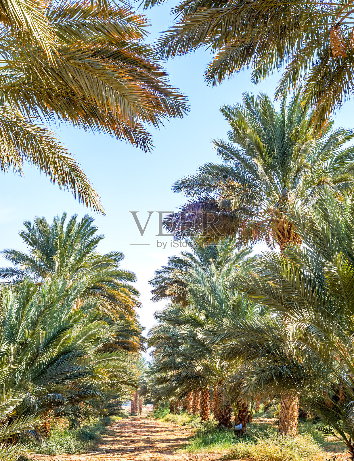 今天，枣椰树是中东地区著名的粮食作物。照片摄影图片