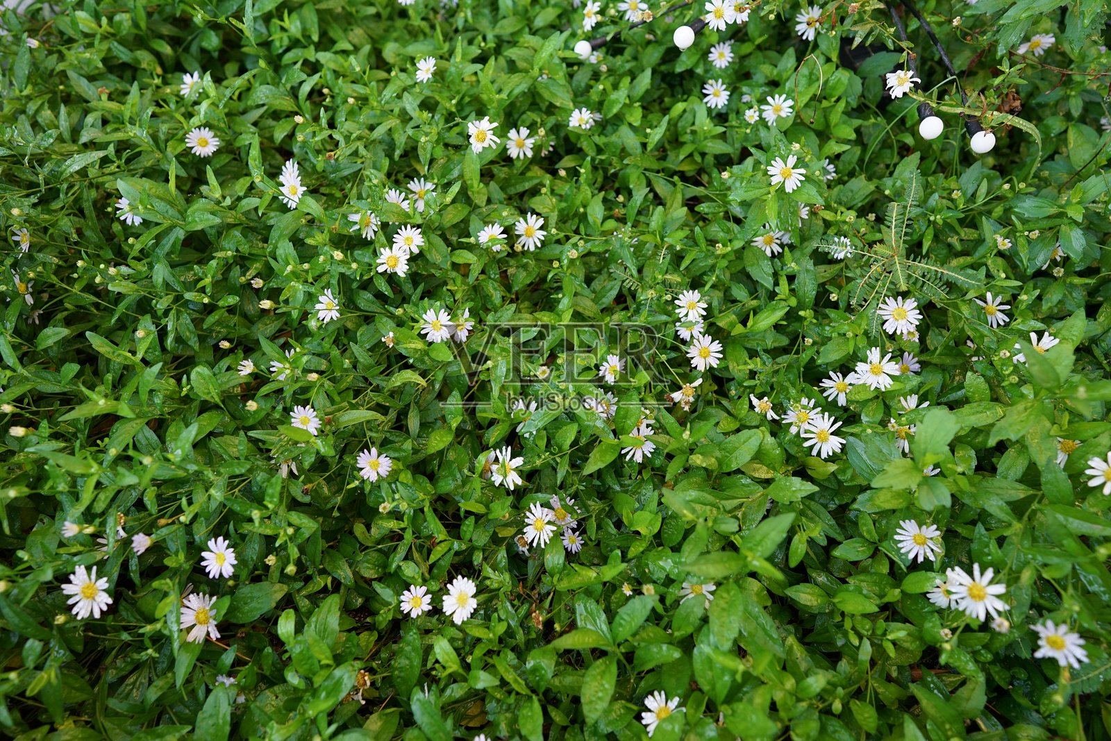 盛开的野菊花。照片摄影图片