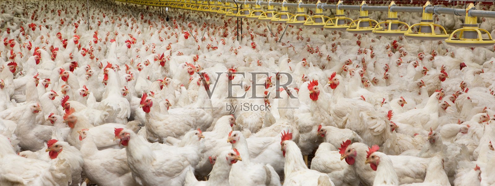 现代化的禽舍，里面有鸡和小鸡。照片摄影图片