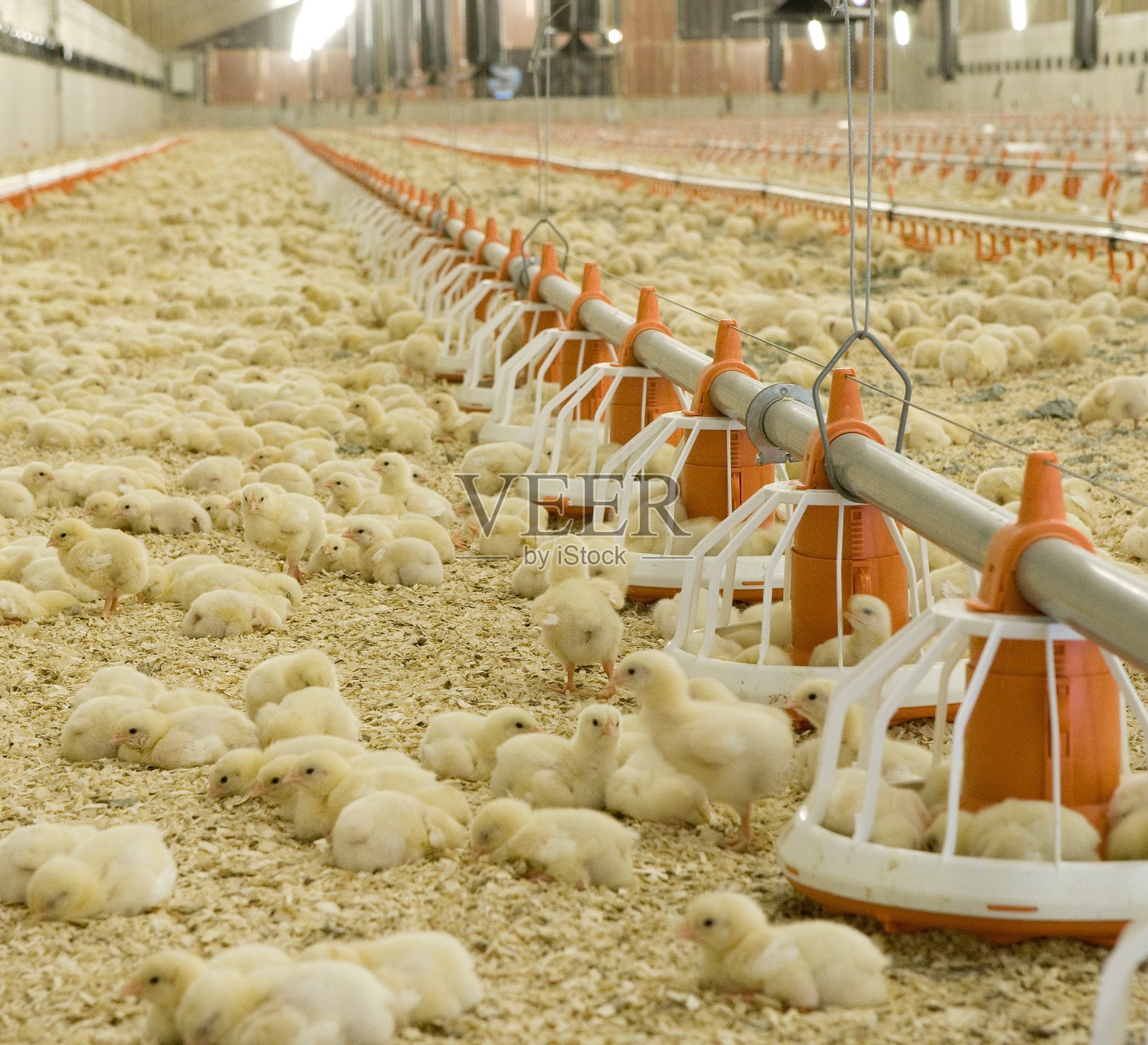 鸡舍内有鸡和小鸡。照片摄影图片