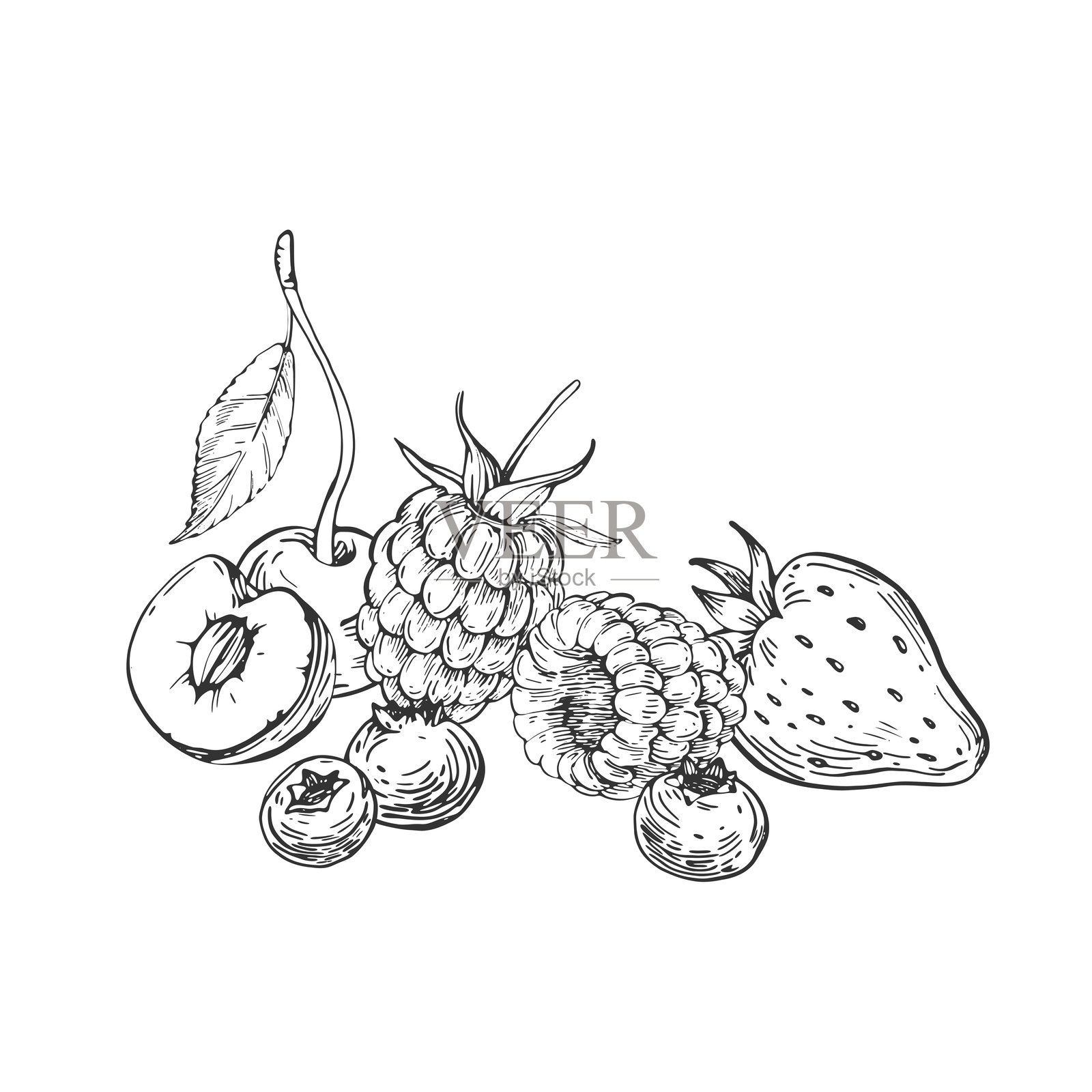 手绘黑白浆果矢量插图，使用墨水绘制。包含草莓、樱桃、越橘的叶子、浆果和花朵，背景为白色。标签设计模板。插画图片素材