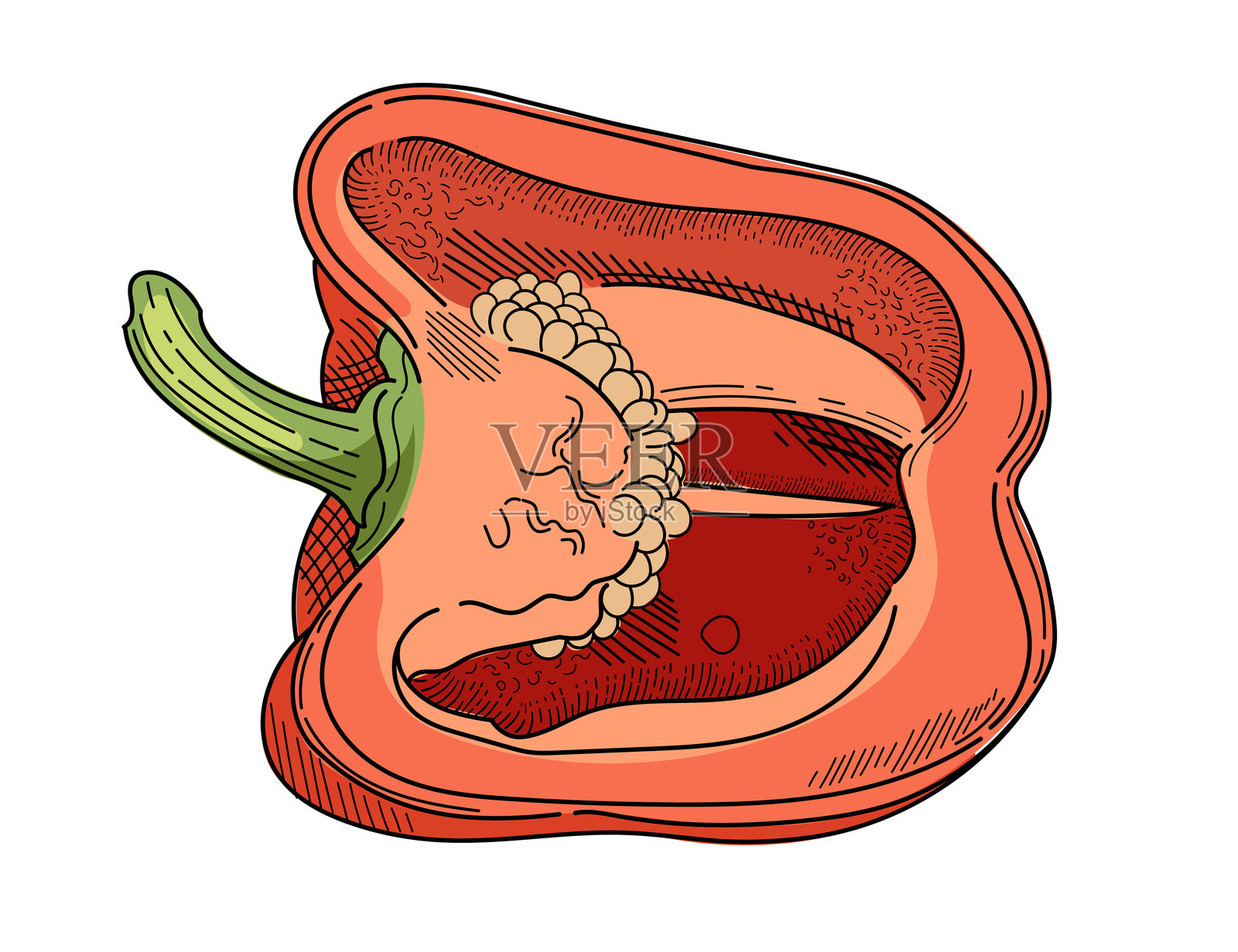 红色保加利亚辣椒手绘风格的半个甜椒新鲜蔬菜矢量插图，背景为白色。插画图片素材