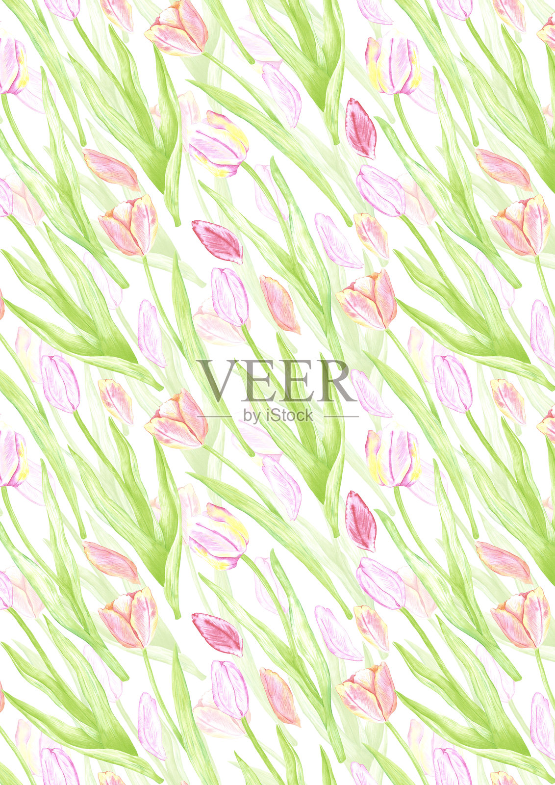 手绘水彩郁金香与绿色叶子的海报。春季花卉插图，背景为白色。可用于明信片、邀请函、书籍封面及其他印刷产品。插画图片素材