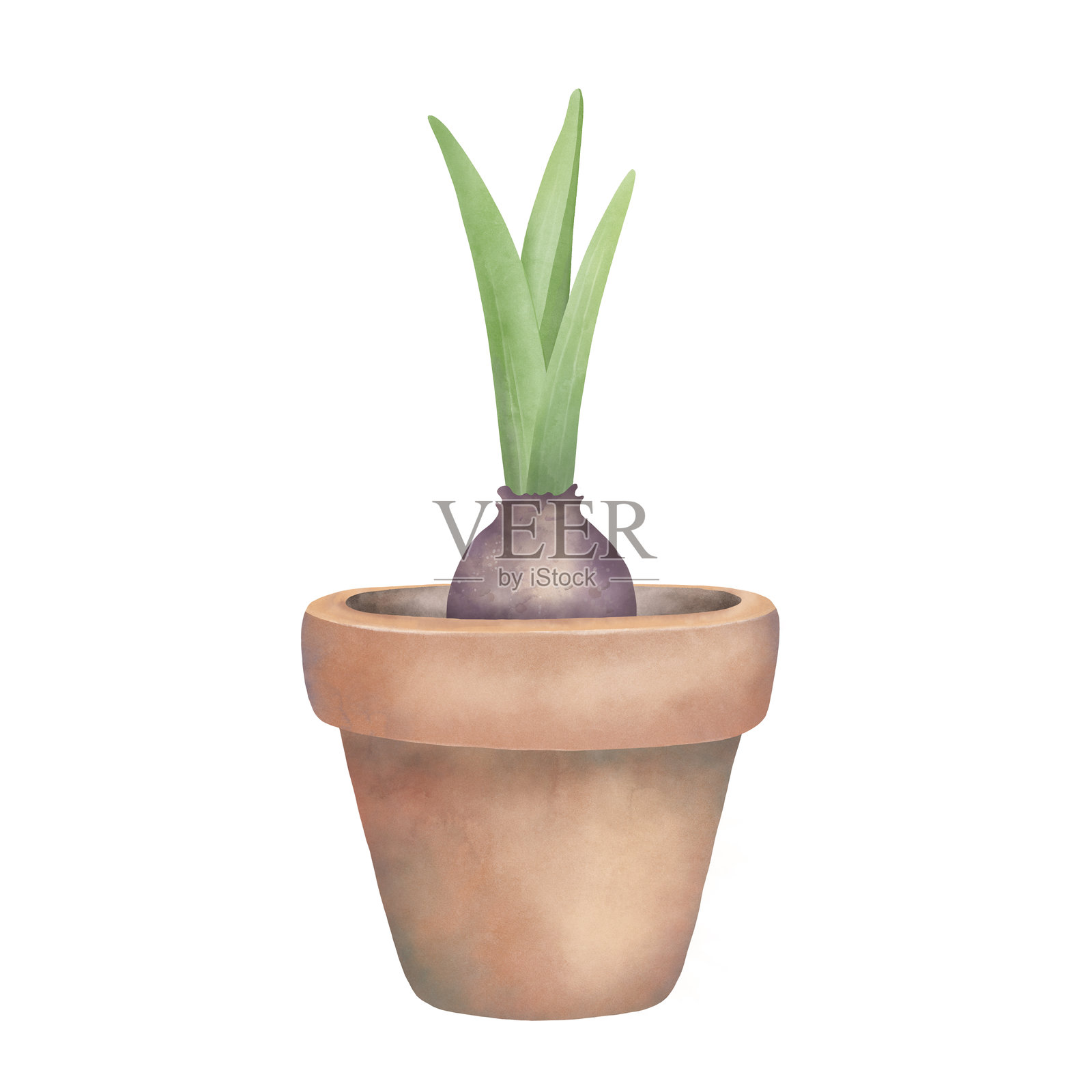 花盆中的球根植物。手绘水彩画的春季花朵，独立于白色背景。设计用的剪贴画元素。插画图片素材