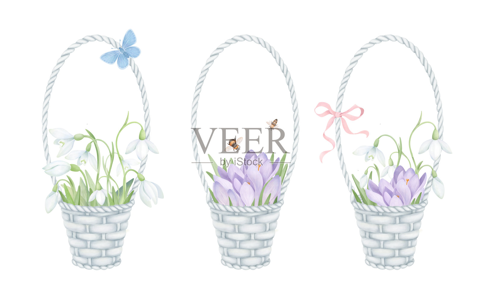 带有春季花卉的篮子。手绘水彩插图集，包括雪花莲、番红花、蝴蝶和蜜蜂。婚礼请柬和明信片的设计元素。插画图片素材