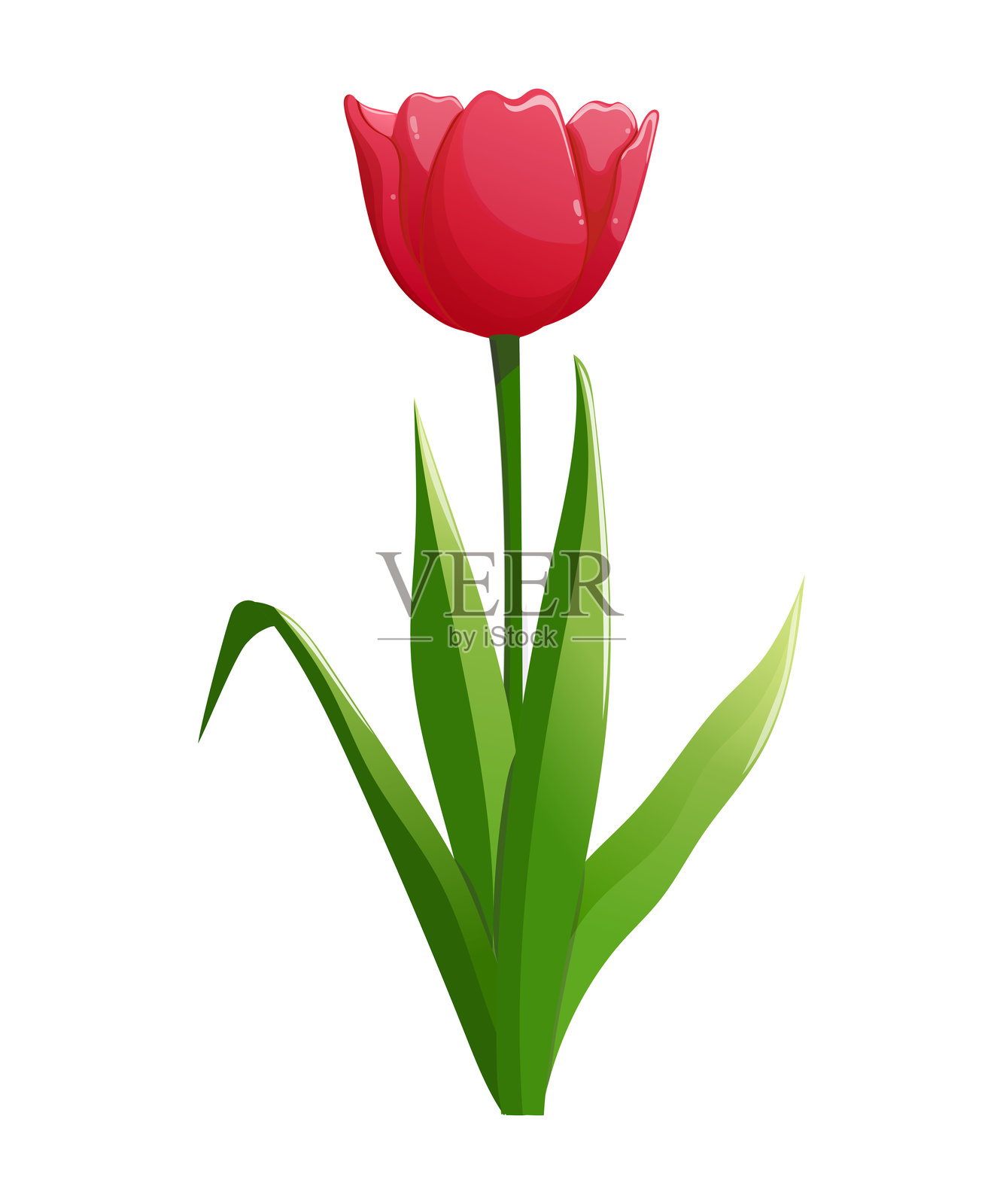 春天的红色郁金香花。明信片、封面、海报的矢量插图。插画图片素材