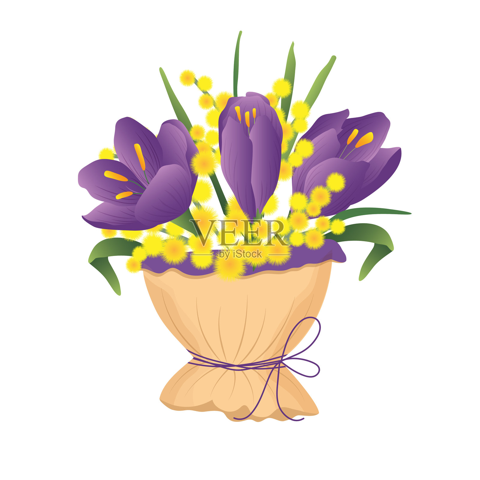 春天紫色番红花的花束，孤立在白色背景上。适合情人节、妇女节、母亲节和生日的明信片设计。插画图片素材
