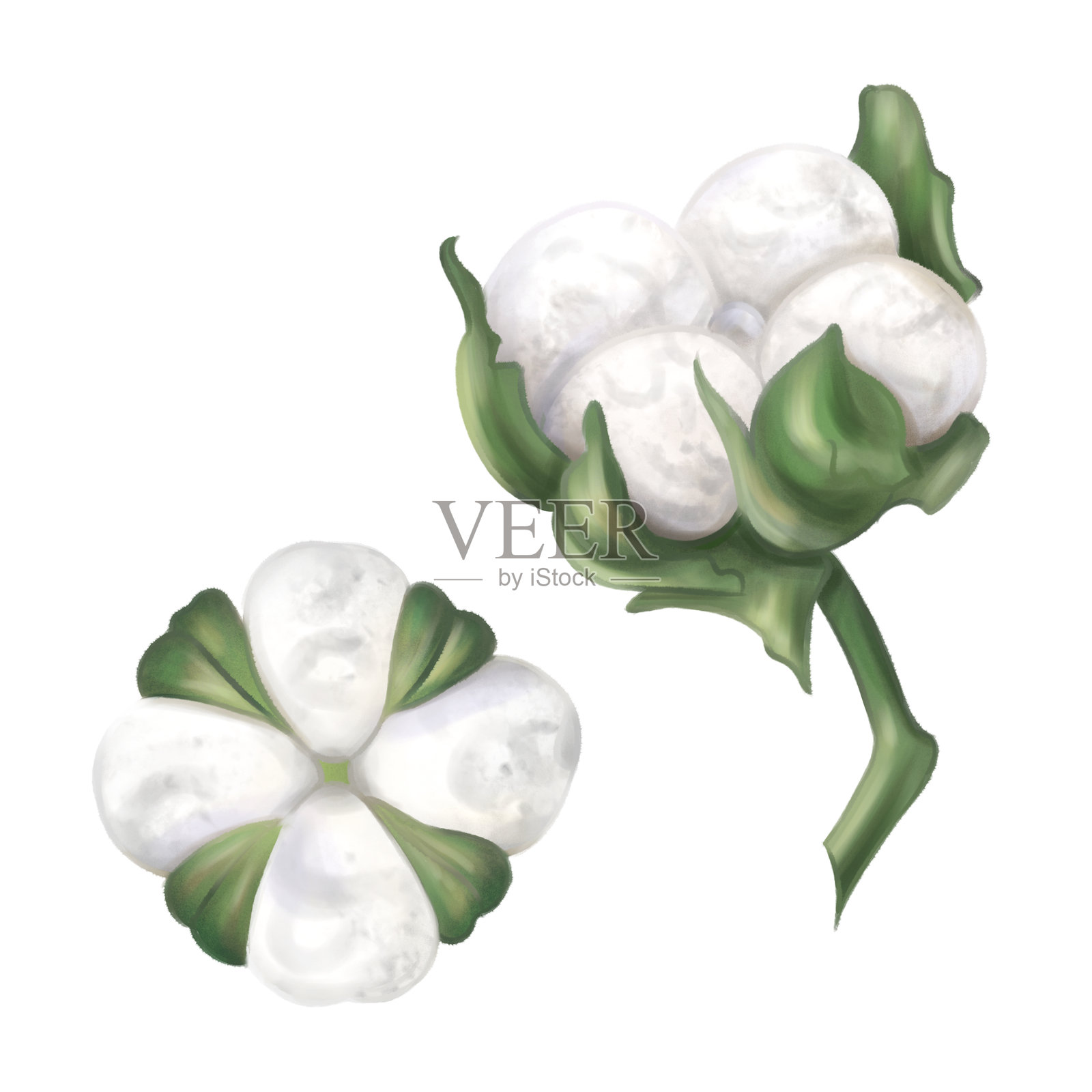 两个棉球植物，白色花朵与叶子，营造出有机植物季节性舒适装饰。可持续的自然可回收材料庆祝活动，无塑料概念。孤立插图。插画图片素材