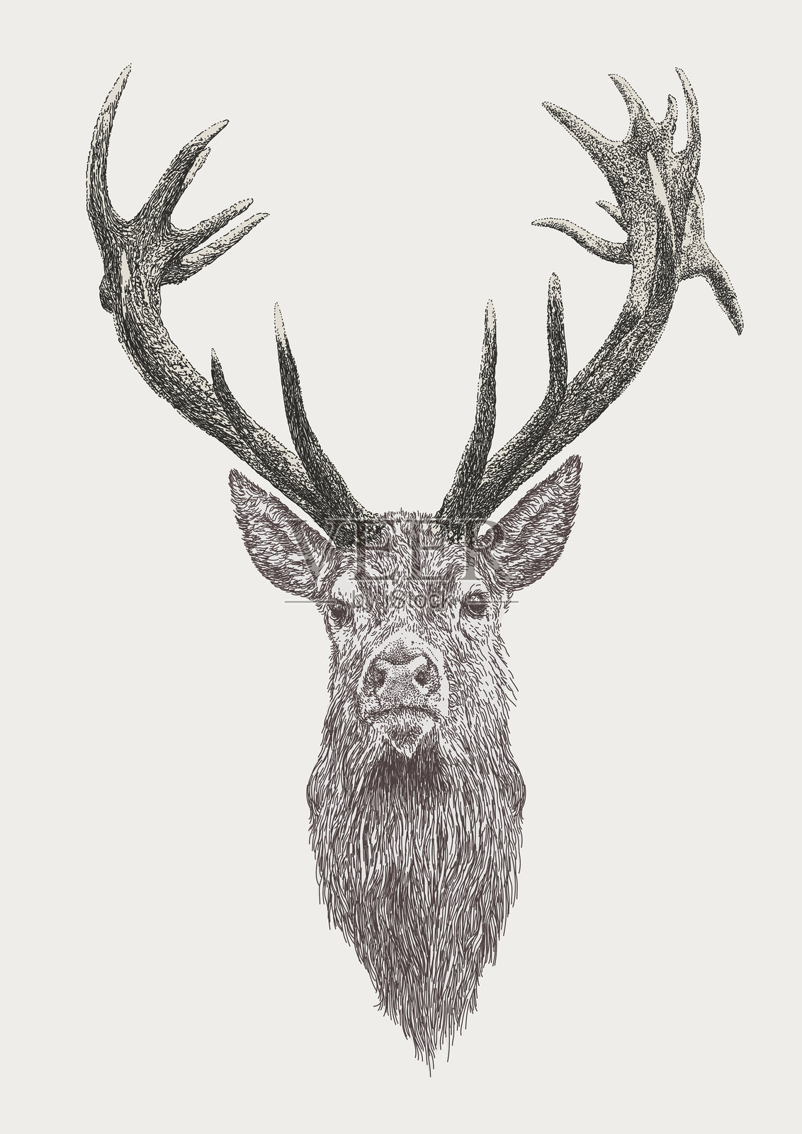 红鹿雄鹿头部插画图片素材