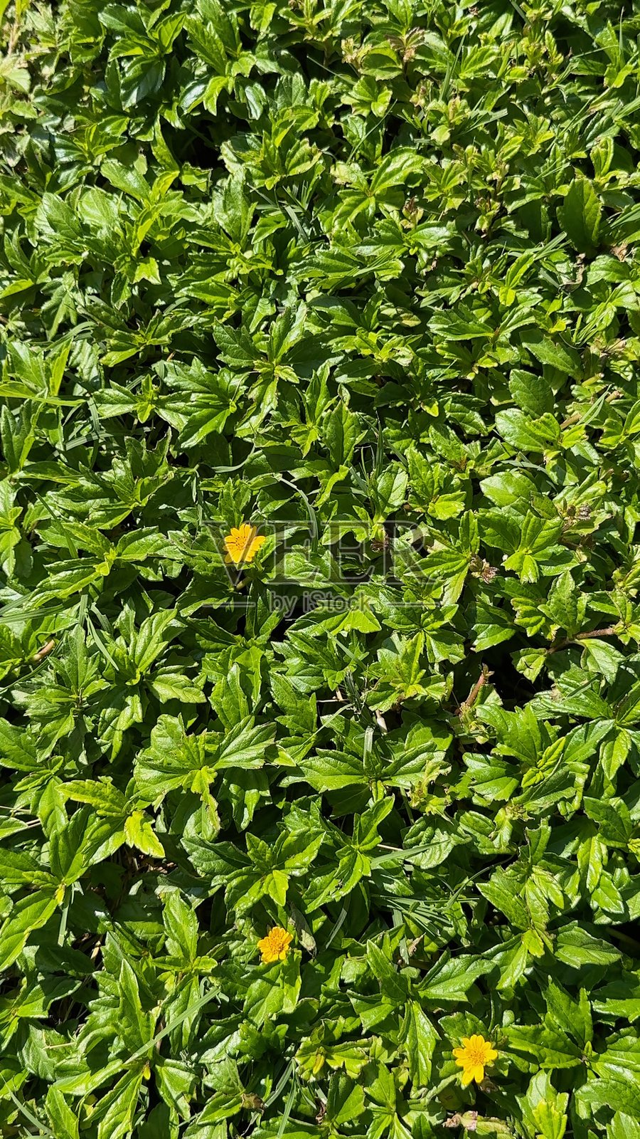 绿色的叶子覆盖地面，形成茂密的植物景观。明亮的黄色花朵从绿色叶子中冒出，增强了植物的丰富性，反映了自然生机勃勃的生态系统。照片摄影图片