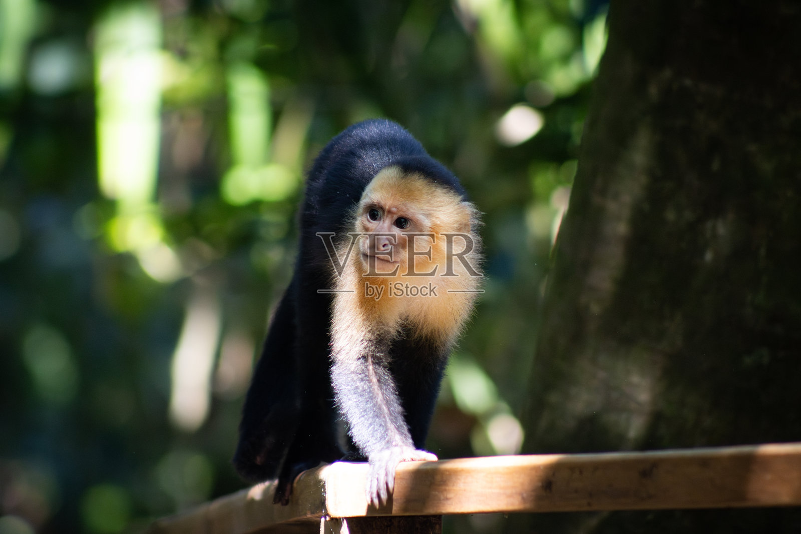 在丛林中走在木梁上的卷尾猴照片摄影图片