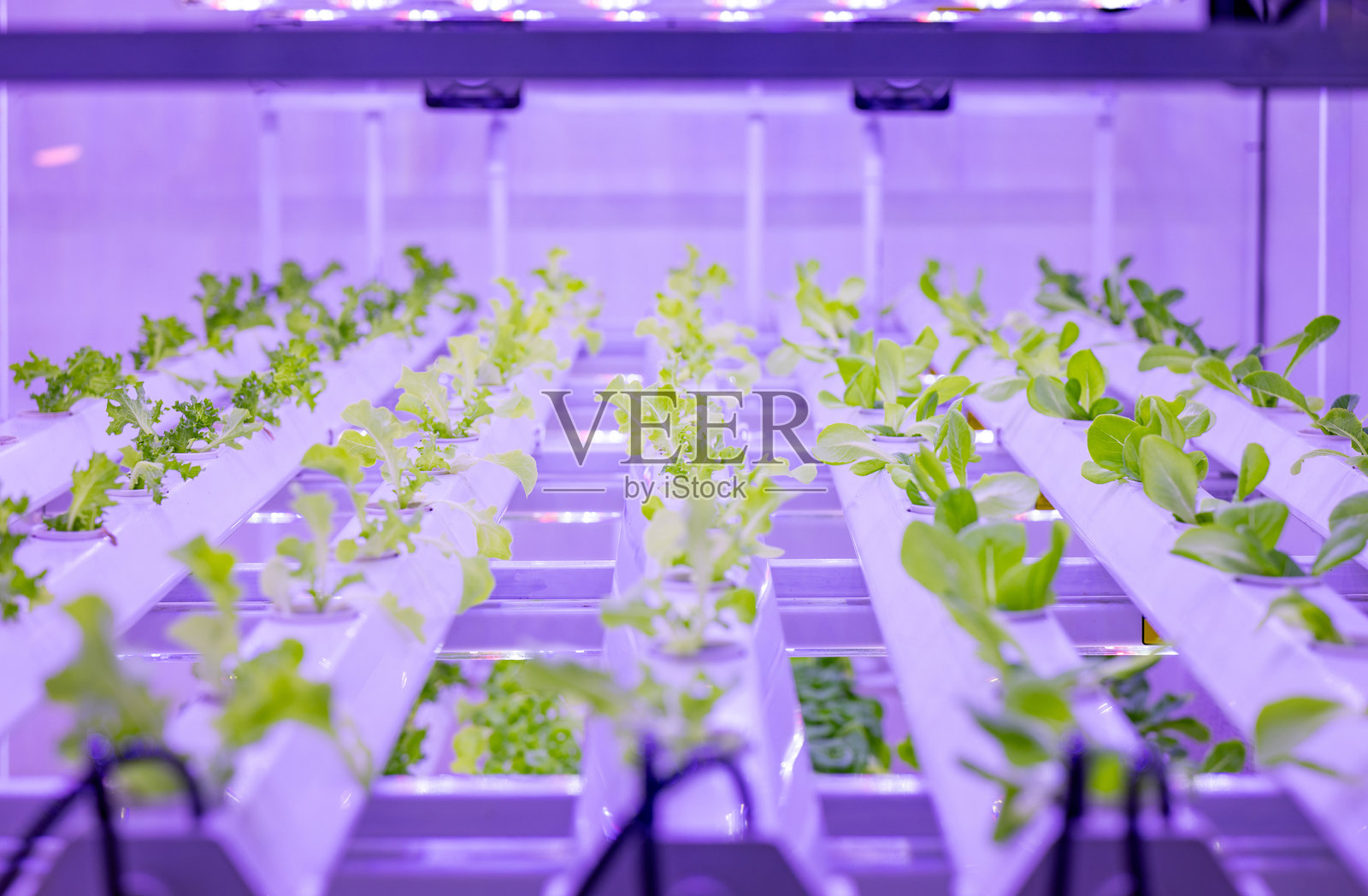 室内农场系统在货架上种植植物，使用LED灯光促进生长照片摄影图片