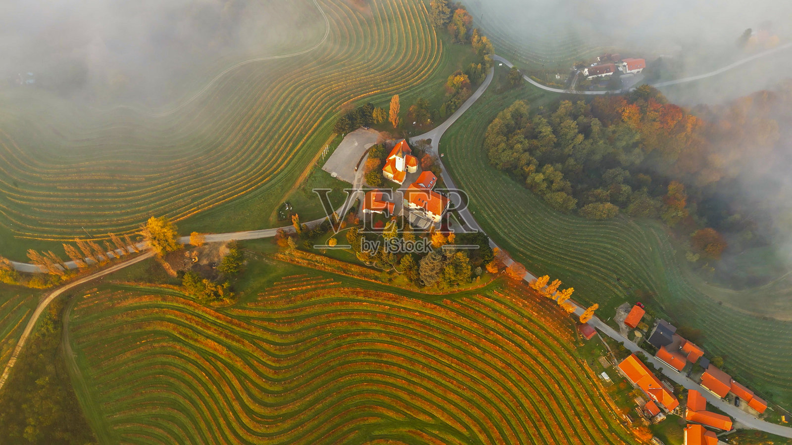 壮丽的葡萄园与日出时的雾气。斯洛文尼亚，普尔克利亚，耶路撒冷。照片摄影图片