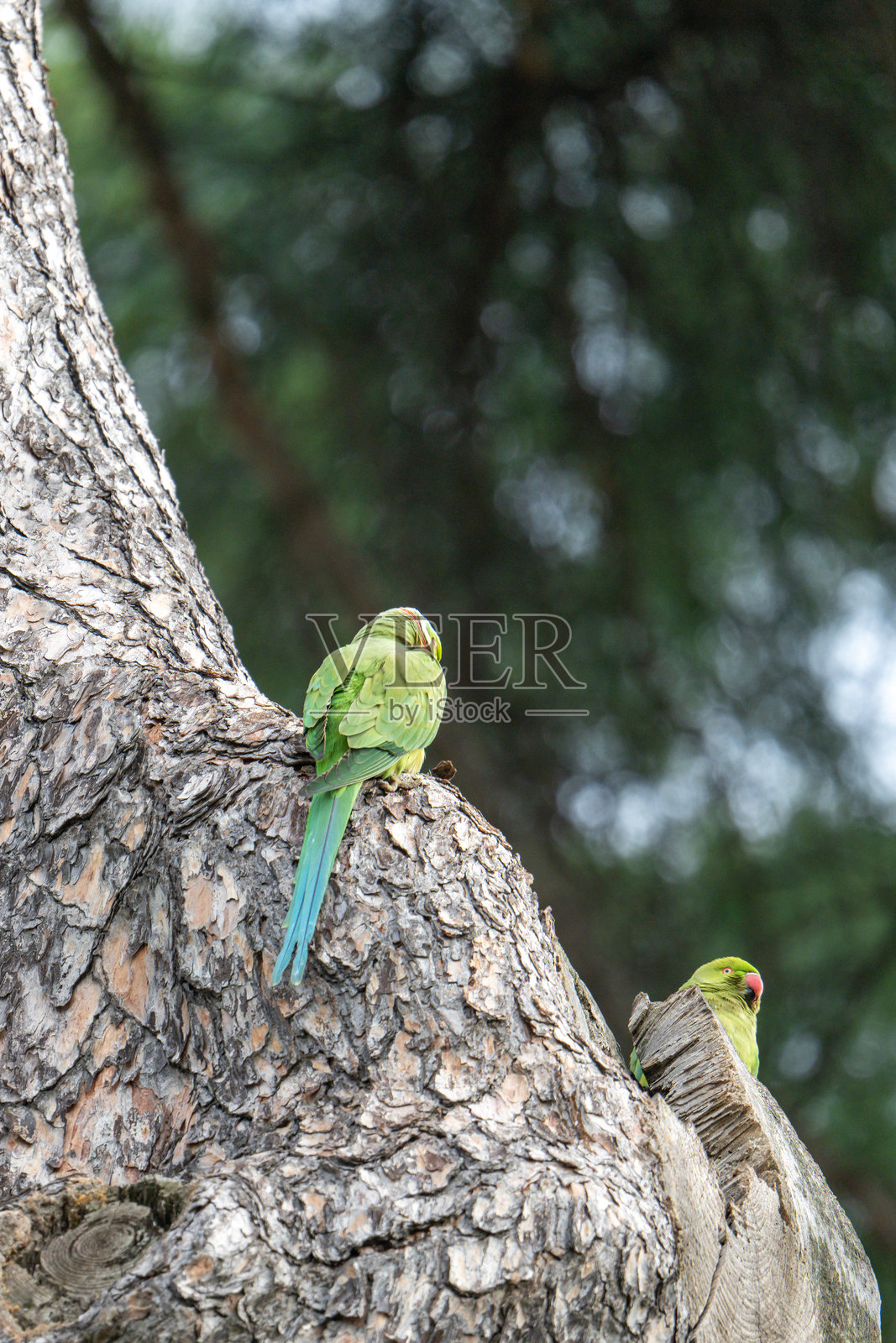 鹦鹉停在树干上照片摄影图片