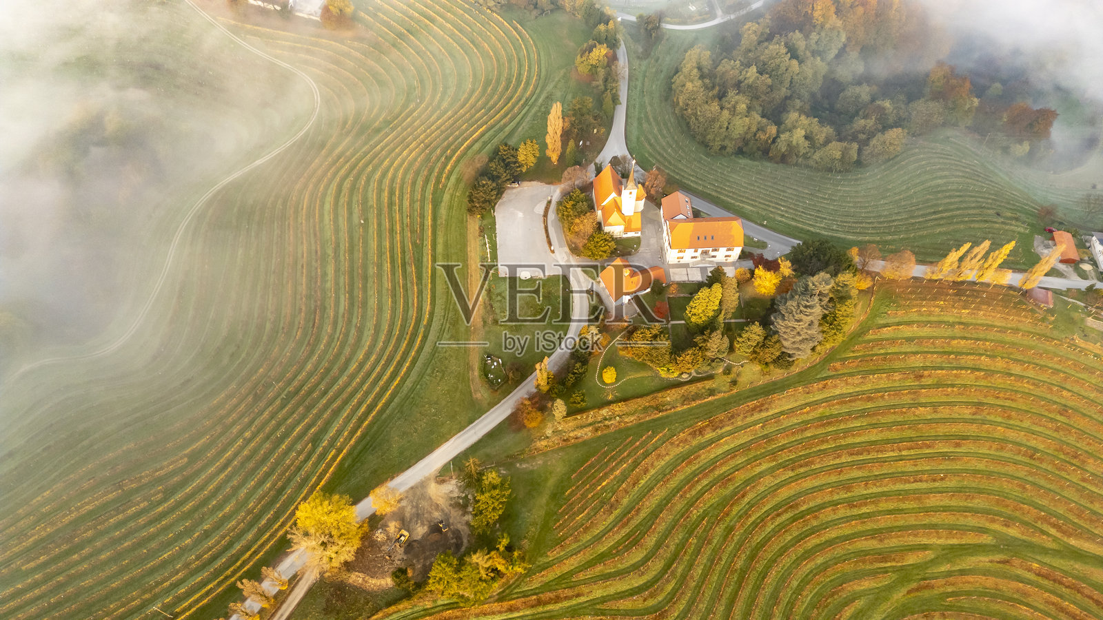 雄伟的葡萄园笼罩在晨雾中。斯洛文尼亚，普尔克利亚，耶路撒冷。照片摄影图片