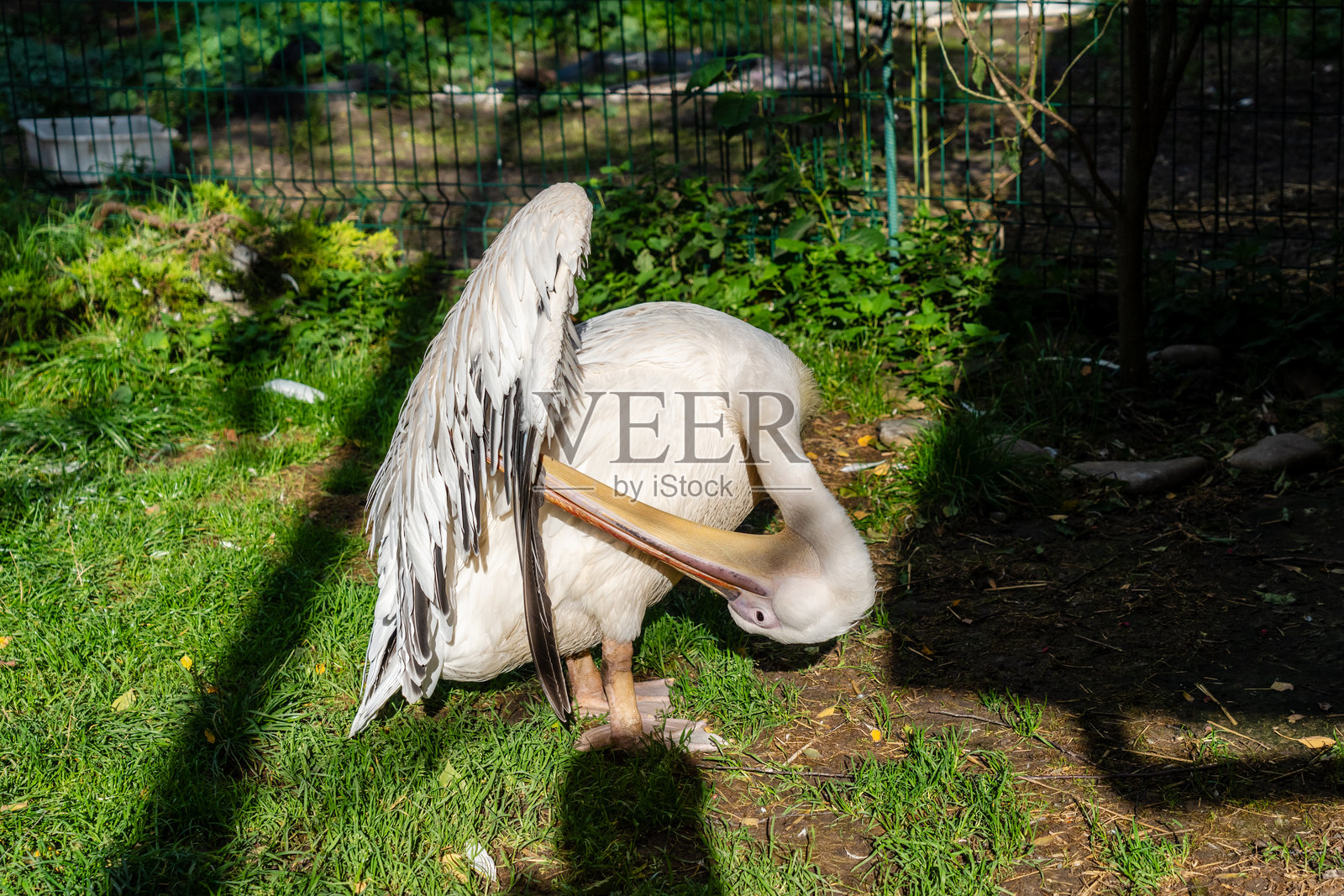 白色鹈鹕在阳光下漫步的美丽景象照片摄影图片
