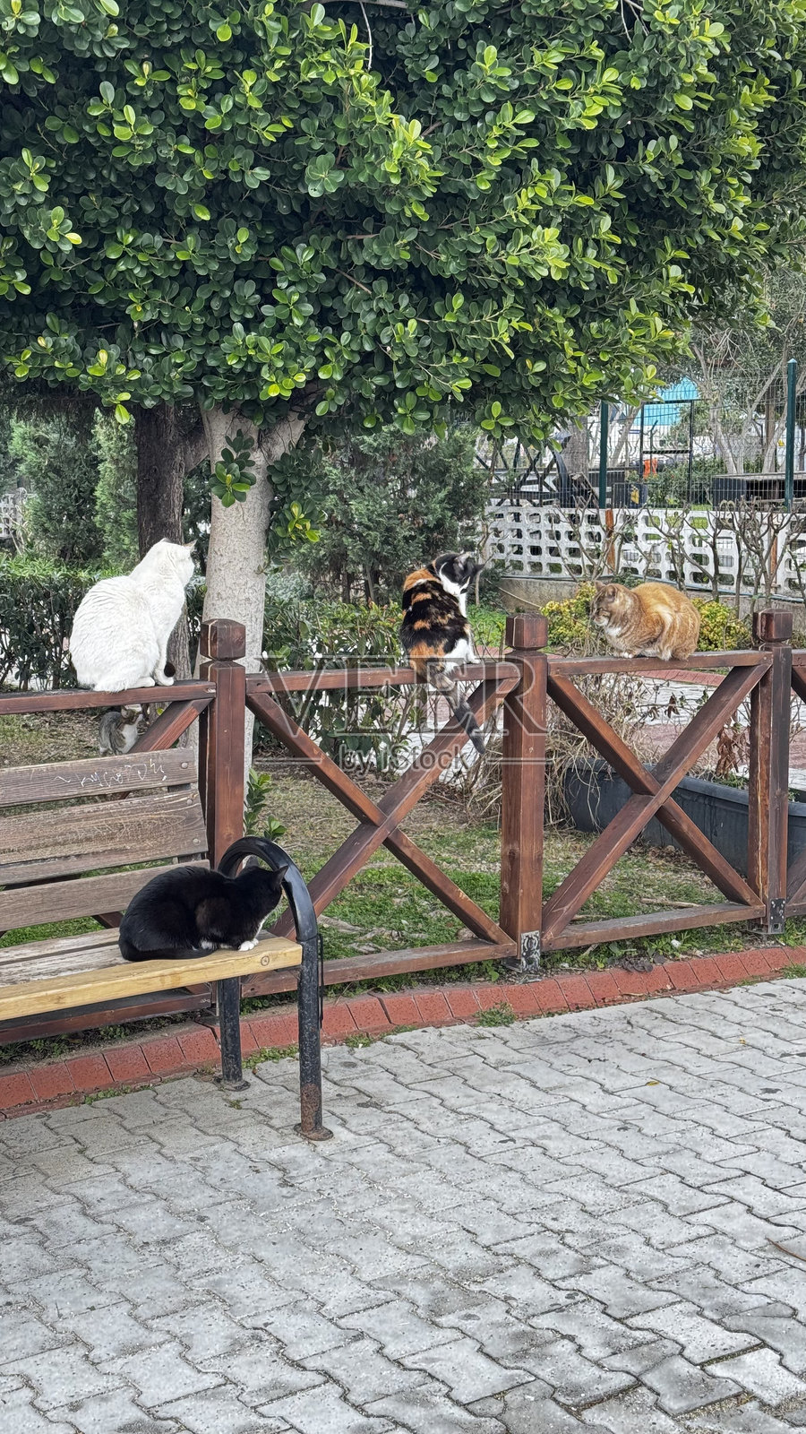 猫在篱笆上照片摄影图片