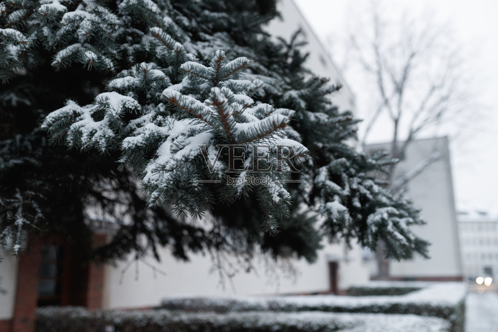 被雪覆盖的常青树枝，冬季照片摄影图片