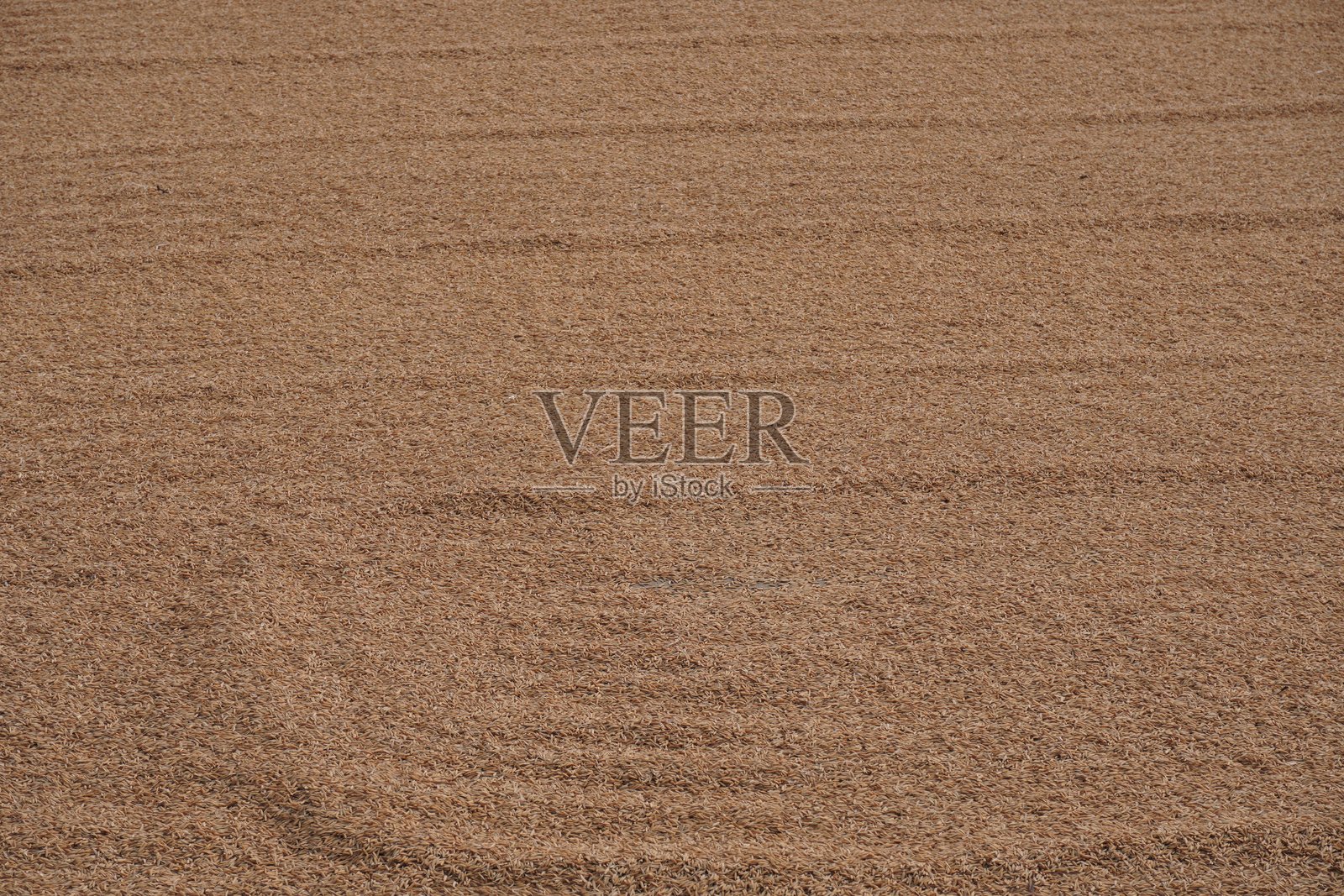 地面上散落的米粒特写照片摄影图片