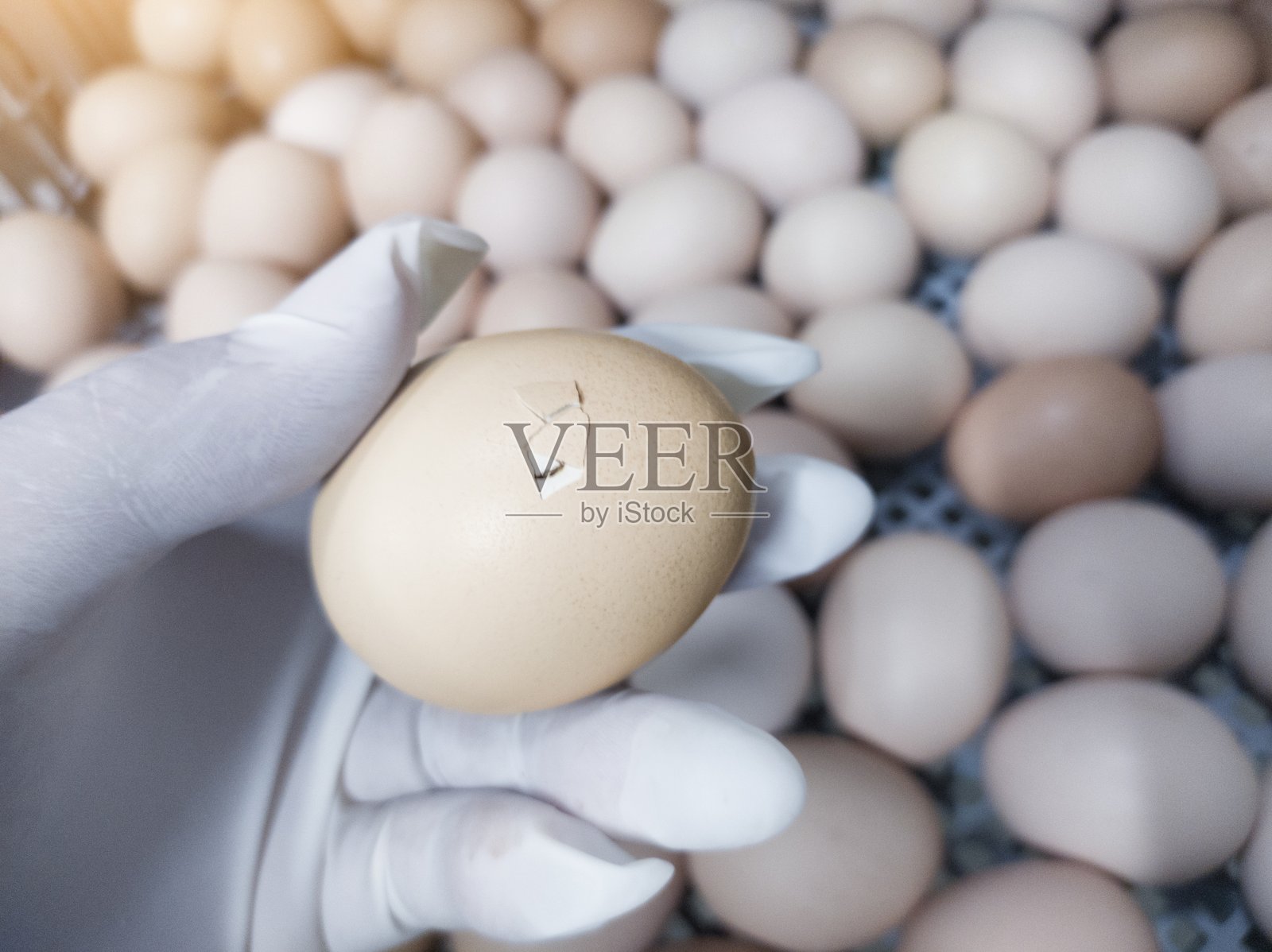 检查在孵化机中开始孵化的蛋。照片摄影图片