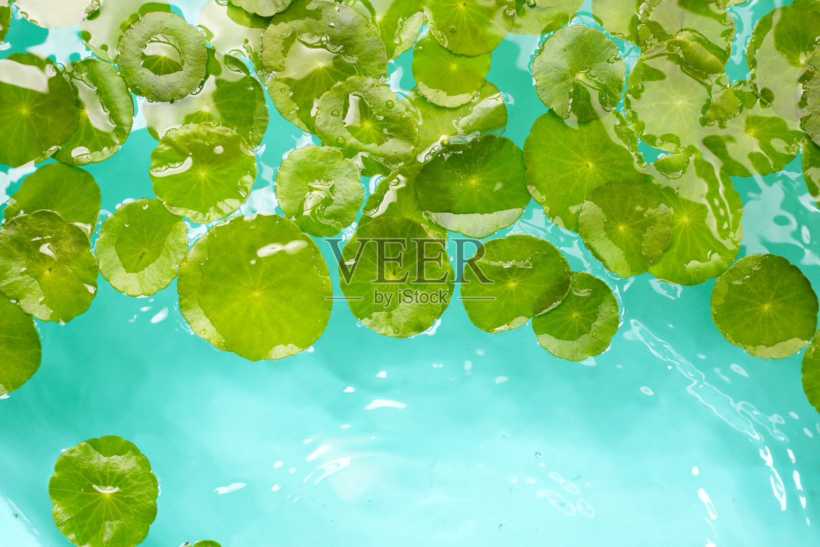 蓝色水中带有雨滴的积雪草绿叶（Gotu Kola）新鲜草本植物照片摄影图片