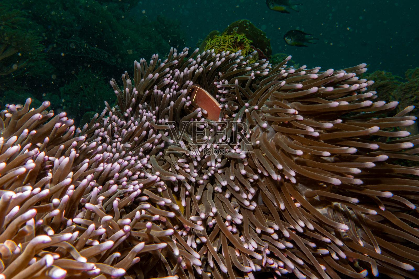 橙色海葵鱼（Amphiprion sandaracinos）从其宿主长触手盘状珊瑚中探出头来照片摄影图片