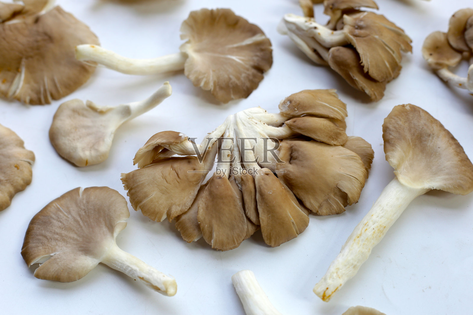 牡蛎菇或肺牡蛎菇照片摄影图片