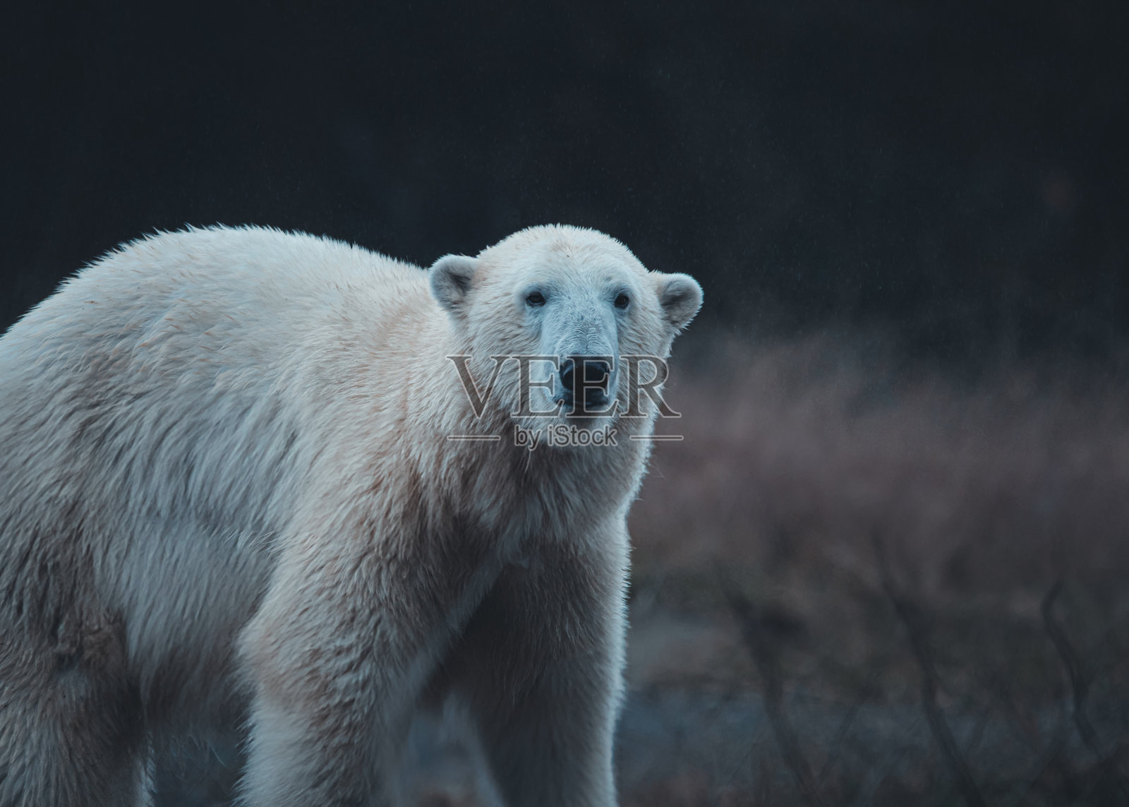 寒冷而孤独照片摄影图片