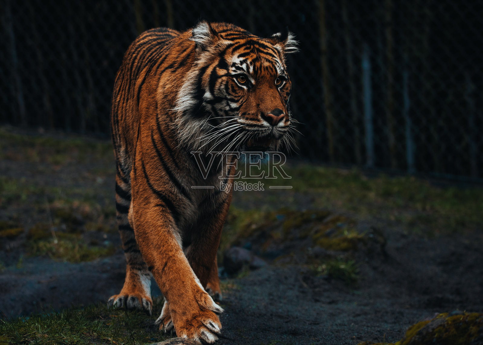 步伐照片摄影图片