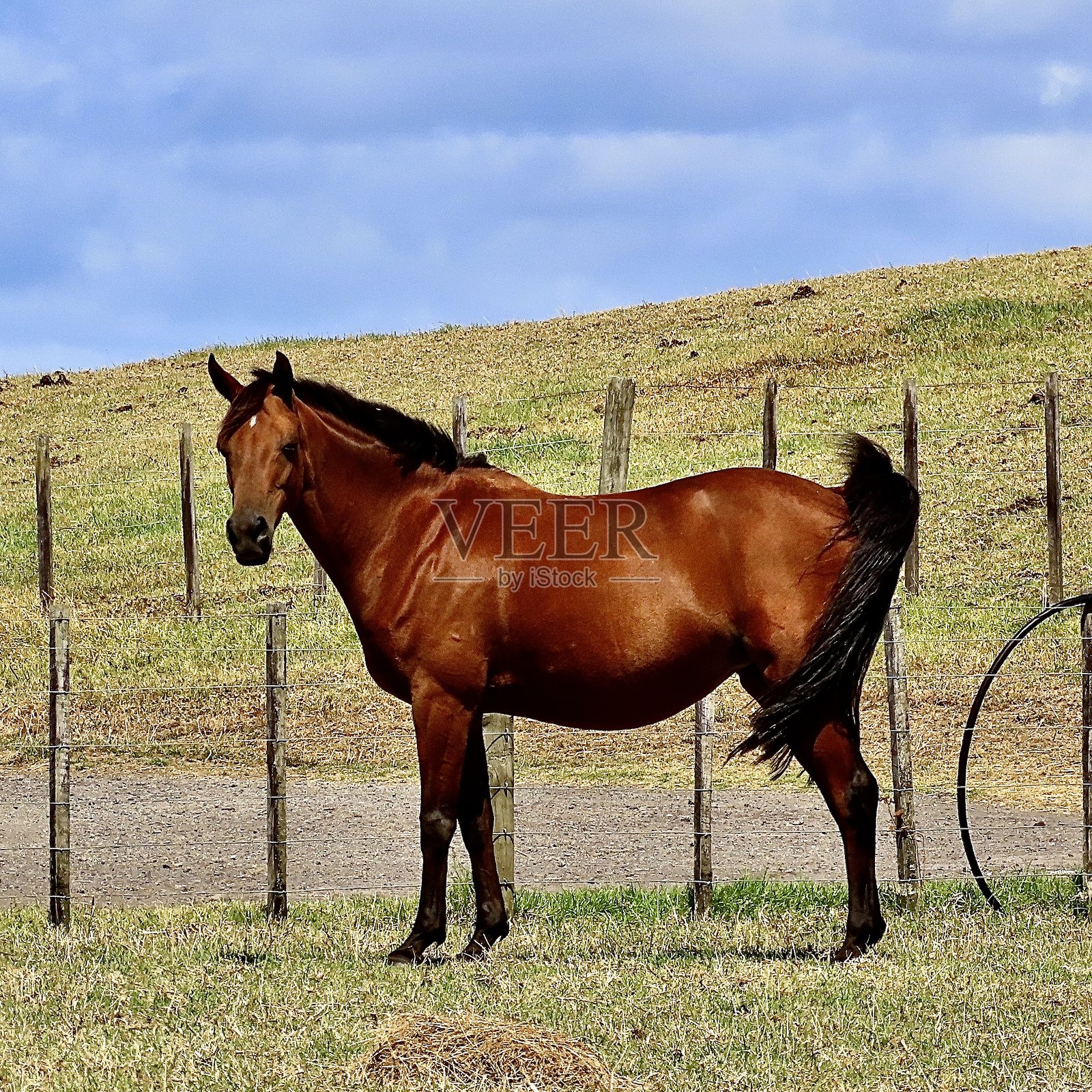 南奥克兰Mangere公共公园里的马照片摄影图片