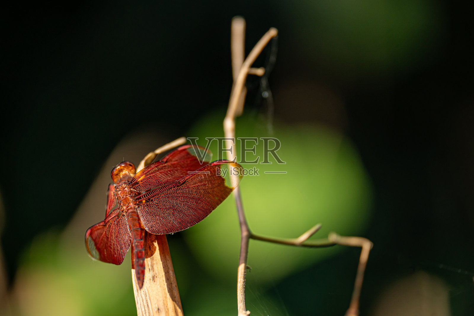 黄褐色森林滑翔者栖息在花园干枝上，沐浴在自然光下照片摄影图片