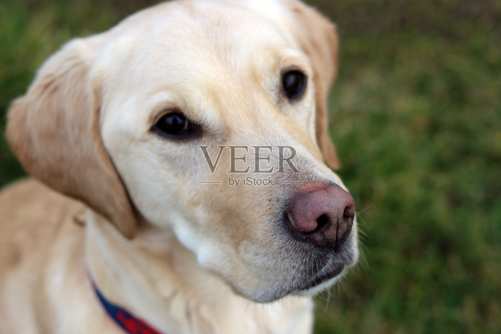 拉布拉多寻回犬特写照片摄影图片