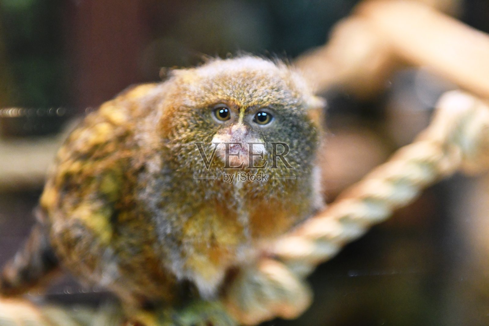 异国情调的猴子照片摄影图片