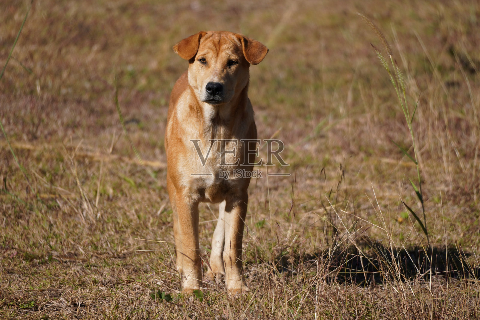 寺庙里的野狗在佛教寺庙的场地上寻找庇护和食物照片摄影图片